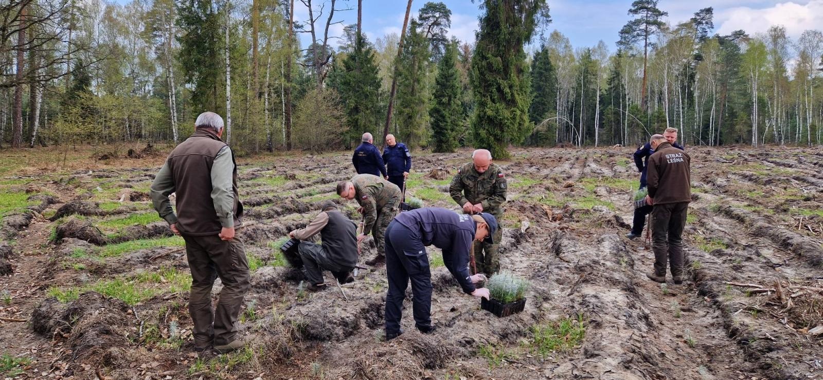 Zdjęcie w galerii na portalu naszraciborz.pl: Mundurowe sadzenie lasu w Rudach. Wspólna akcja służb i samorządowców wiadomości z regionu