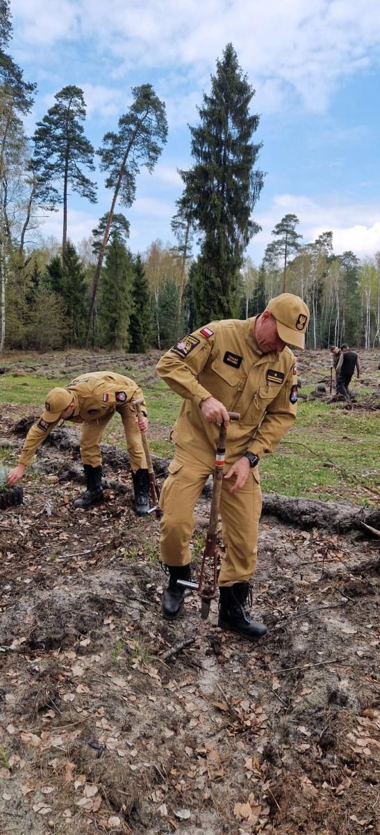 Zdjęcie w galerii na portalu naszraciborz.pl: Mundurowe sadzenie lasu w Rudach. Wspólna akcja służb i samorządowców wiadomości z regionu