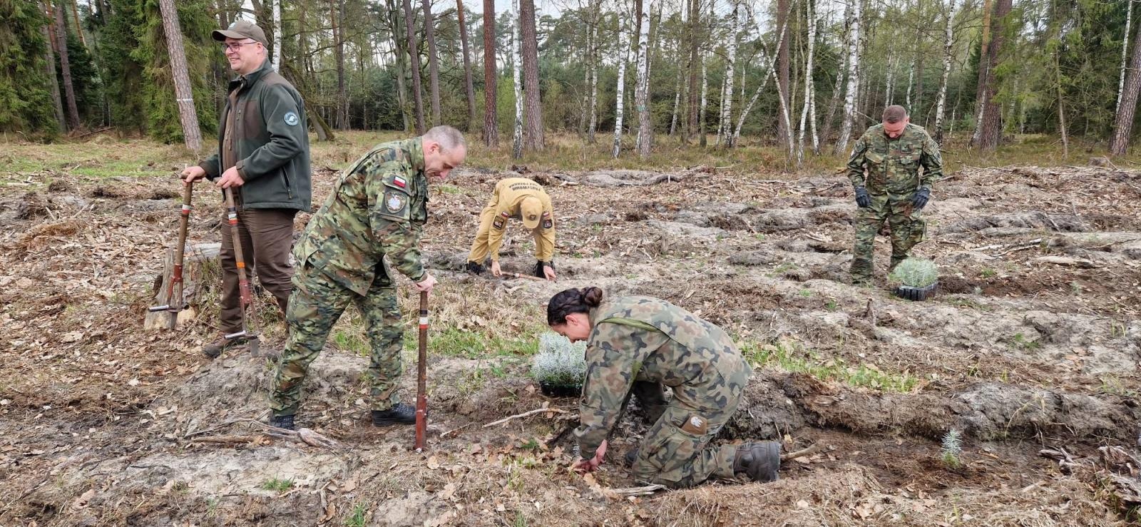 Zdjęcie w galerii na portalu naszraciborz.pl: Mundurowe sadzenie lasu w Rudach. Wspólna akcja służb i samorządowców wiadomości z regionu