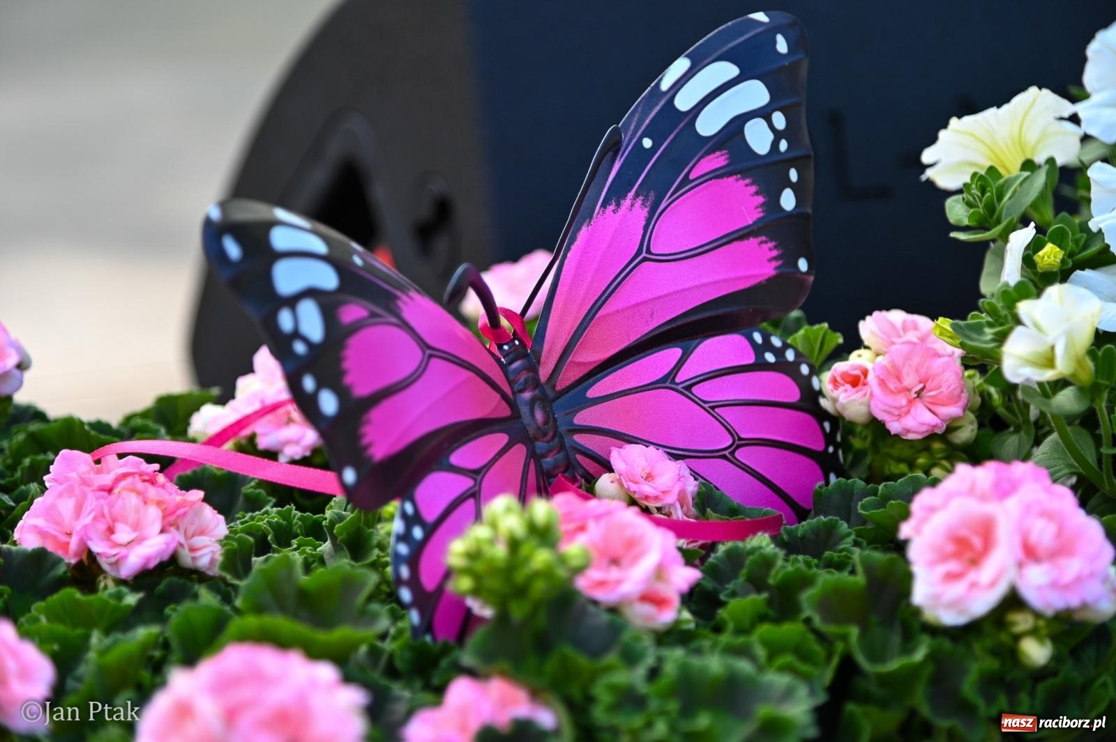 Zdjęcie w galerii na portalu naszraciborz.pl: Racibórz dla planety. Podsumowanie Dnia Ziemi w Ogródku Jordanowskim wiadomości z regionu