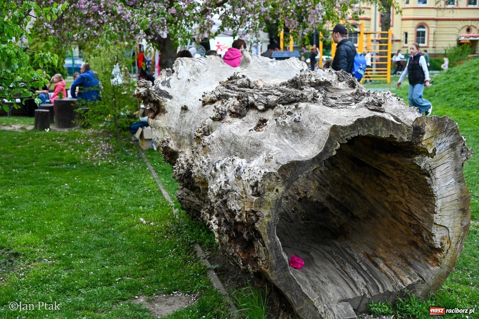 Zdjęcie w galerii na portalu naszraciborz.pl: Racibórz dla planety. Podsumowanie Dnia Ziemi w Ogródku Jordanowskim wiadomości z regionu