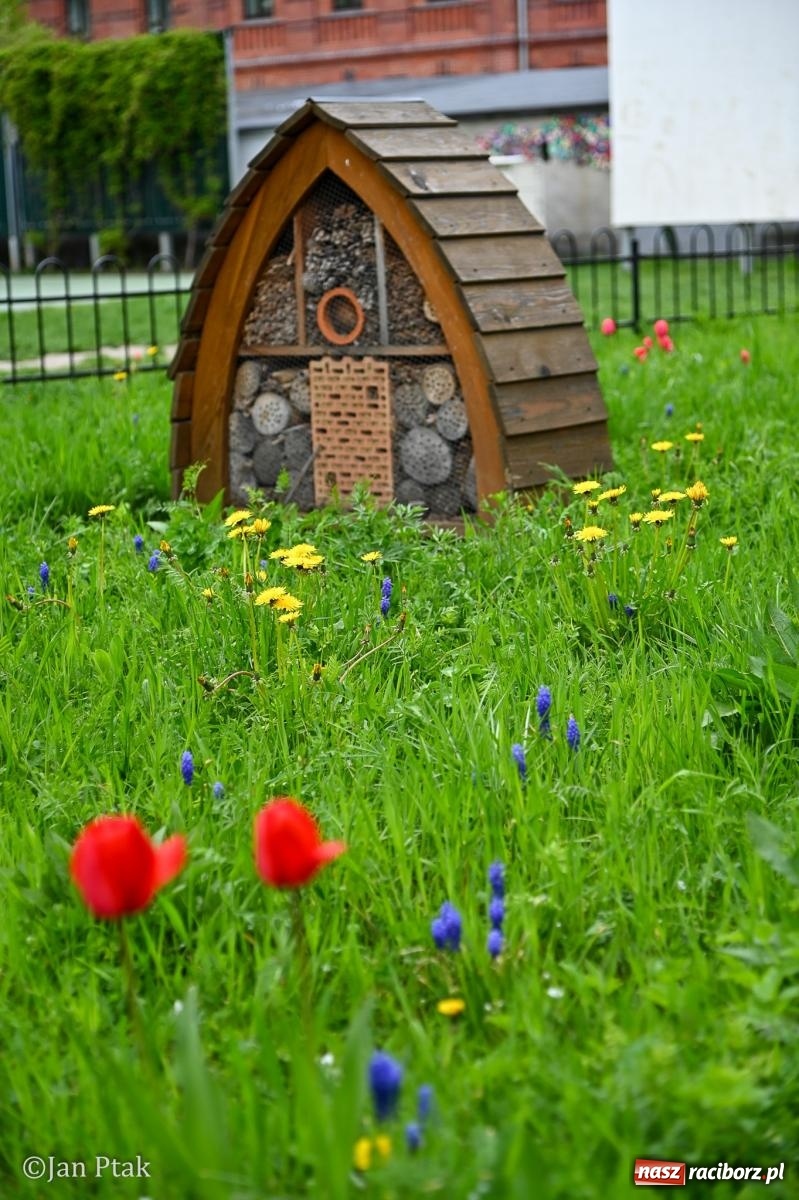 Zdjęcie w galerii na portalu naszraciborz.pl: Racibórz dla planety. Podsumowanie Dnia Ziemi w Ogródku Jordanowskim wiadomości z regionu