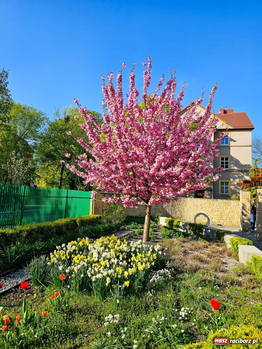 Zdjęcie w galerii na portalu naszraciborz.pl: Racibórz dla planety. Podsumowanie Dnia Ziemi w Ogródku Jordanowskim wiadomości z regionu
