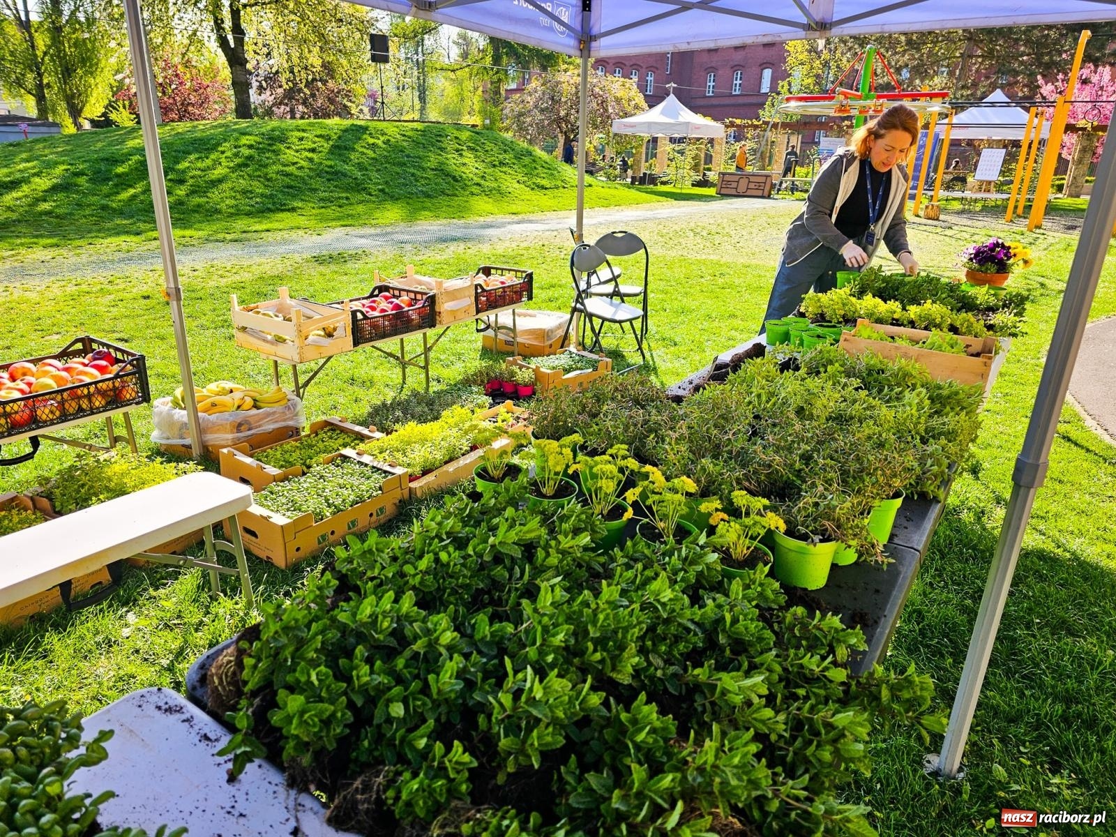 Zdjęcie w galerii na portalu naszraciborz.pl: Racibórz dla planety. Podsumowanie Dnia Ziemi w Ogródku Jordanowskim wiadomości z regionu