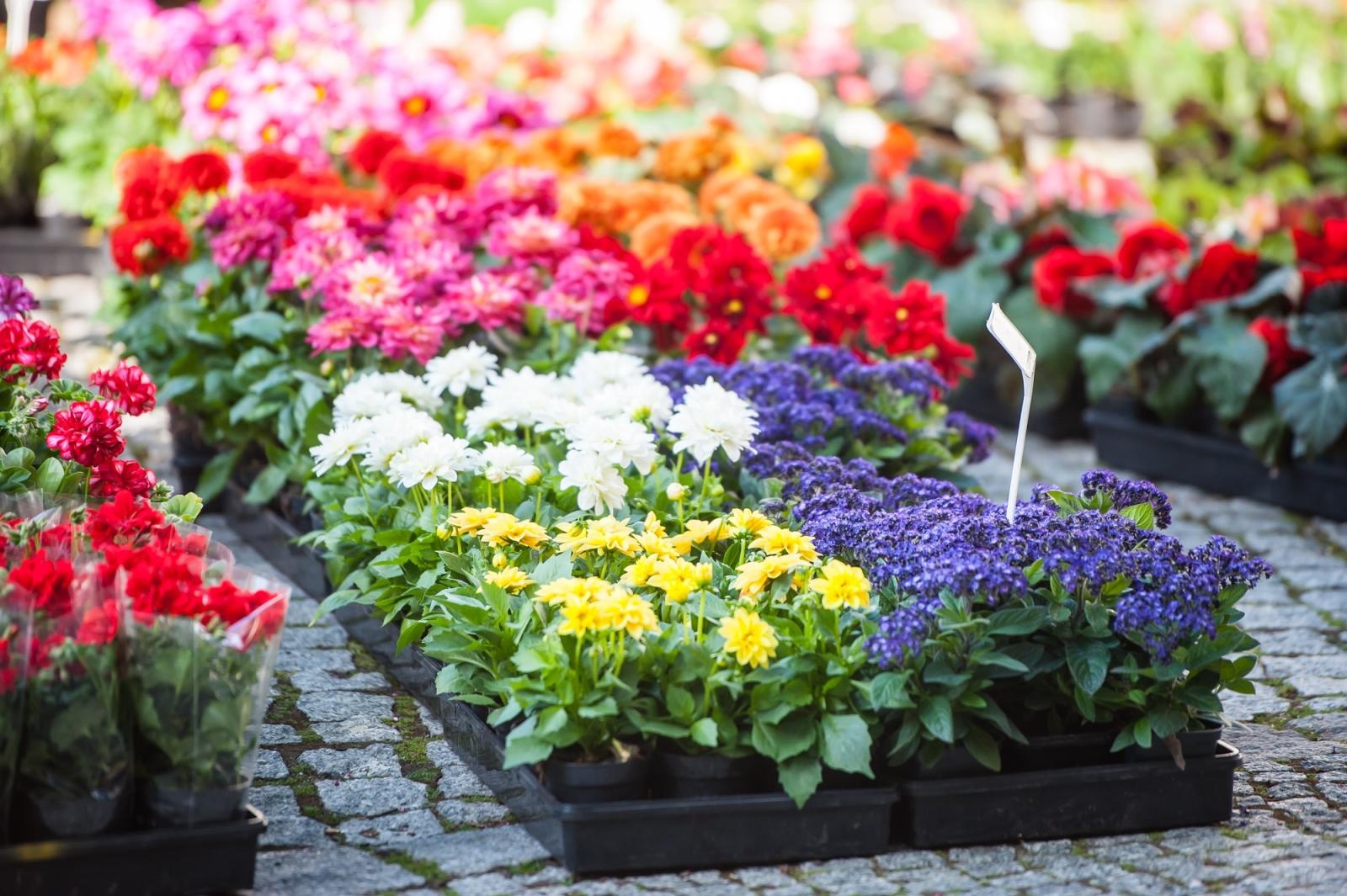 Zdjęcie w galerii na portalu naszraciborz.pl: Ruszył wiosenny jarmark na Zamku Piastowskim w Raciborzu wiadomości z regionu
