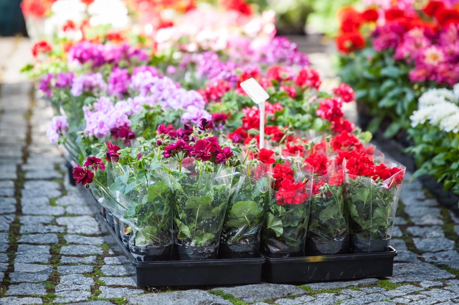 Zdjęcie w galerii na portalu naszraciborz.pl: Ruszył wiosenny jarmark na Zamku Piastowskim w Raciborzu wiadomości z regionu