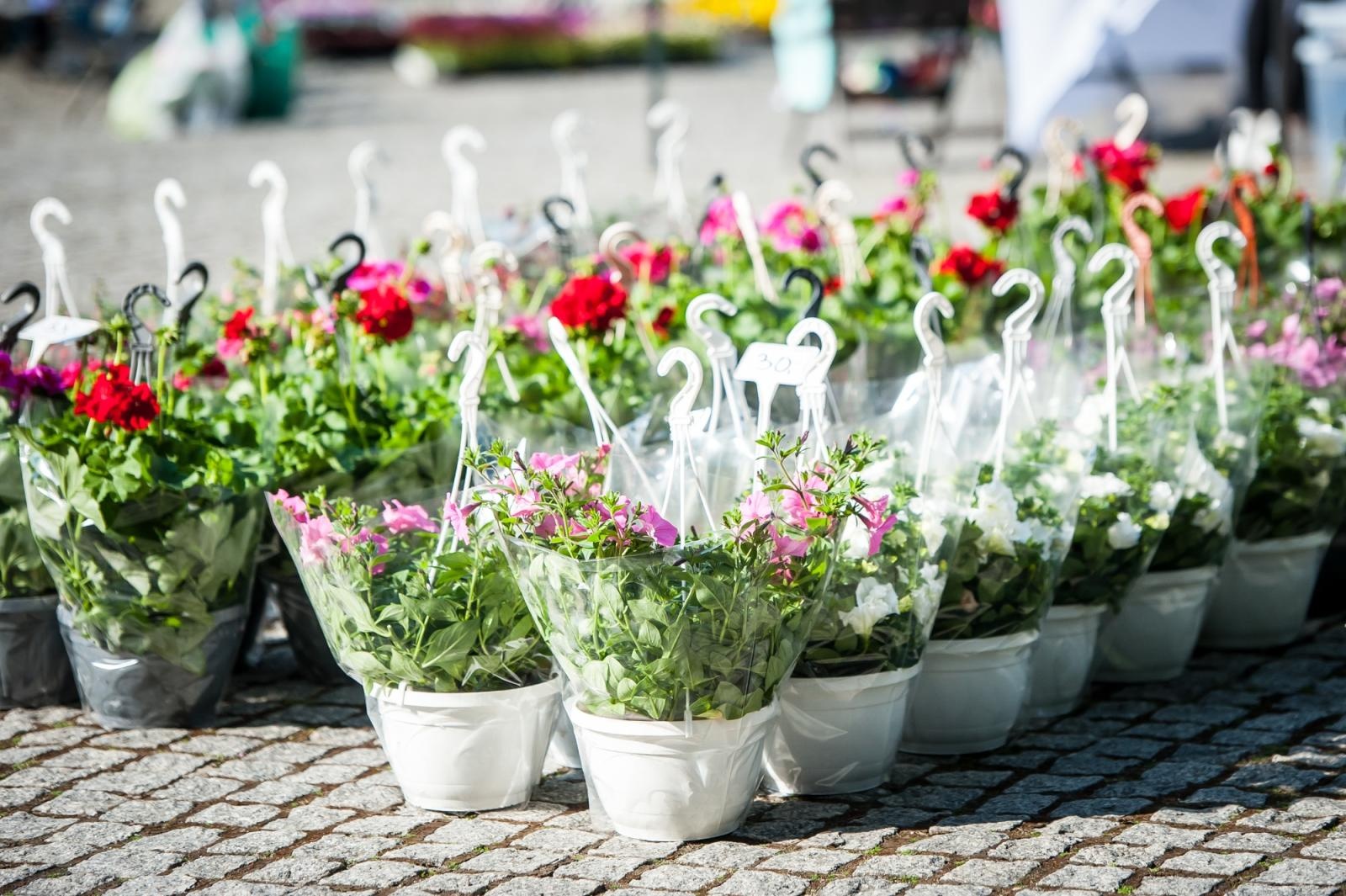 Zdjęcie w galerii na portalu naszraciborz.pl: Ruszył wiosenny jarmark na Zamku Piastowskim w Raciborzu wiadomości z regionu
