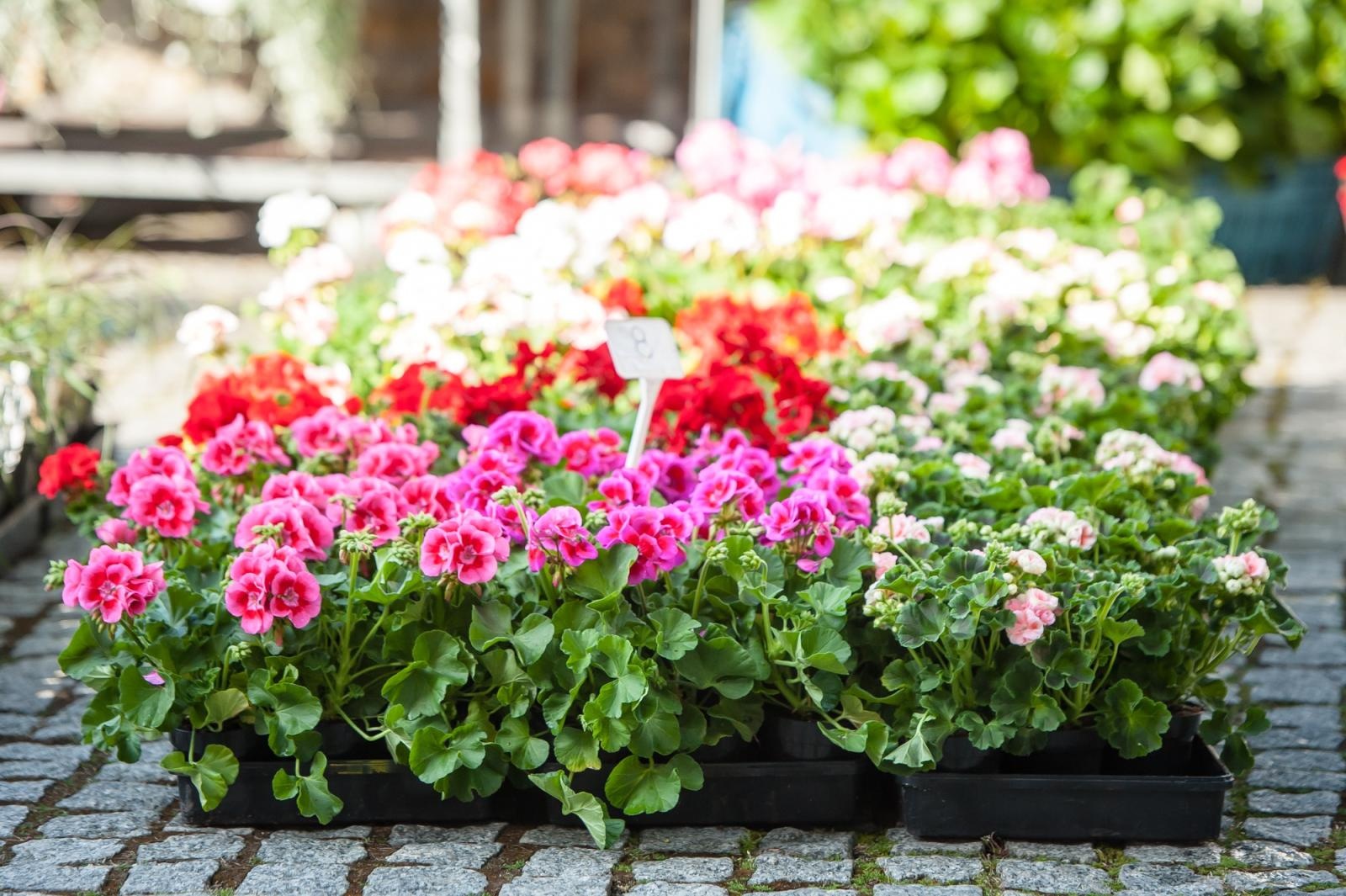 Zdjęcie w galerii na portalu naszraciborz.pl: Ruszył wiosenny jarmark na Zamku Piastowskim w Raciborzu wiadomości z regionu
