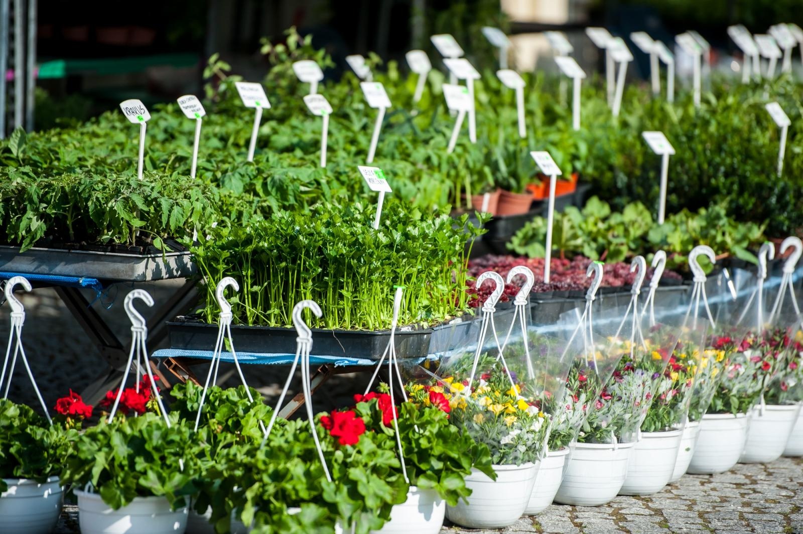 Zdjęcie w galerii na portalu naszraciborz.pl: Ruszył wiosenny jarmark na Zamku Piastowskim w Raciborzu wiadomości z regionu