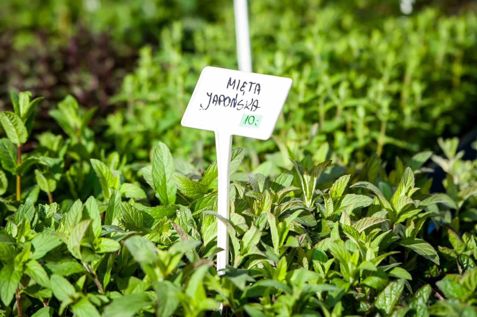 Zdjęcie w galerii na portalu naszraciborz.pl: Ruszył wiosenny jarmark na Zamku Piastowskim w Raciborzu wiadomości z regionu