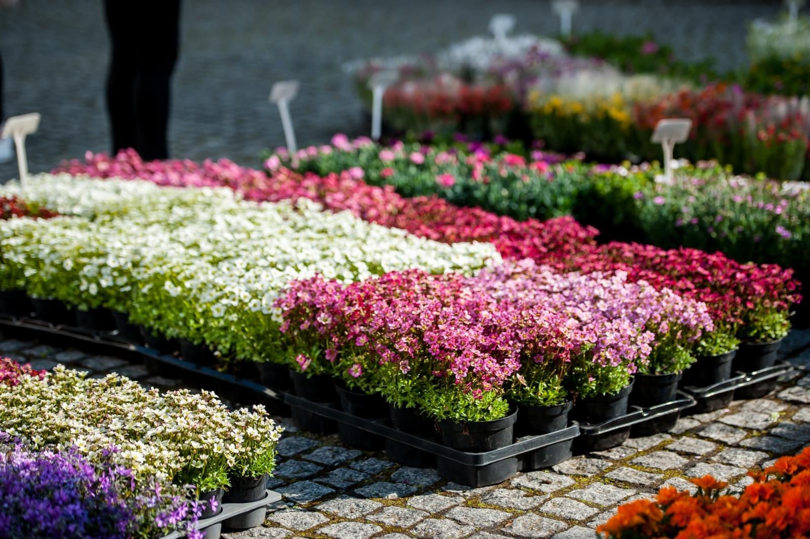 Zdjęcie w galerii na portalu naszraciborz.pl: Ruszył wiosenny jarmark na Zamku Piastowskim w Raciborzu wiadomości z regionu