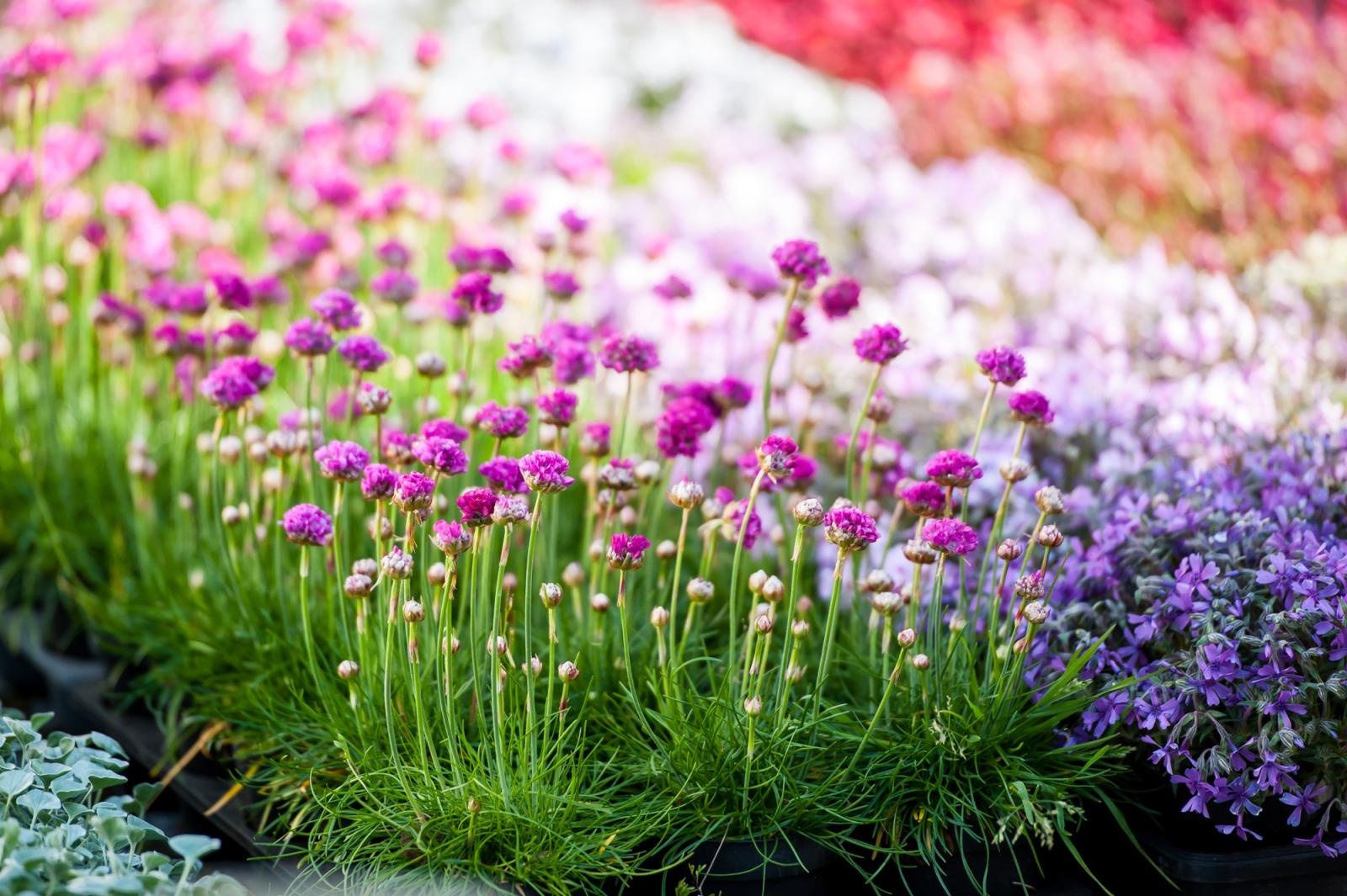 Zdjęcie w galerii na portalu naszraciborz.pl: Ruszył wiosenny jarmark na Zamku Piastowskim w Raciborzu wiadomości z regionu