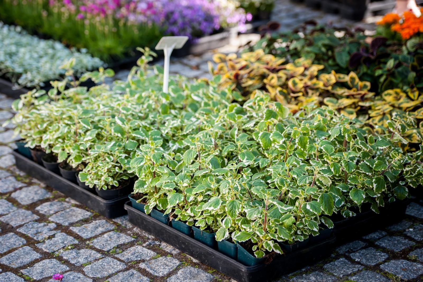 Zdjęcie w galerii na portalu naszraciborz.pl: Ruszył wiosenny jarmark na Zamku Piastowskim w Raciborzu wiadomości z regionu