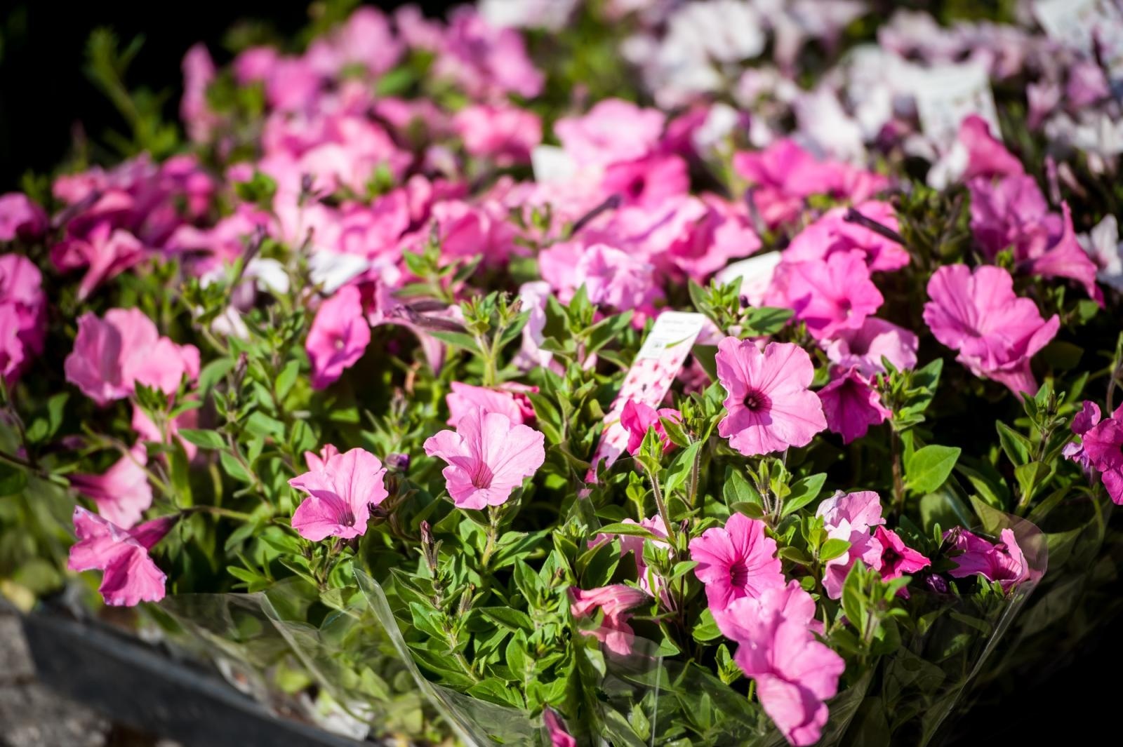 Zdjęcie w galerii na portalu naszraciborz.pl: Ruszył wiosenny jarmark na Zamku Piastowskim w Raciborzu wiadomości z regionu