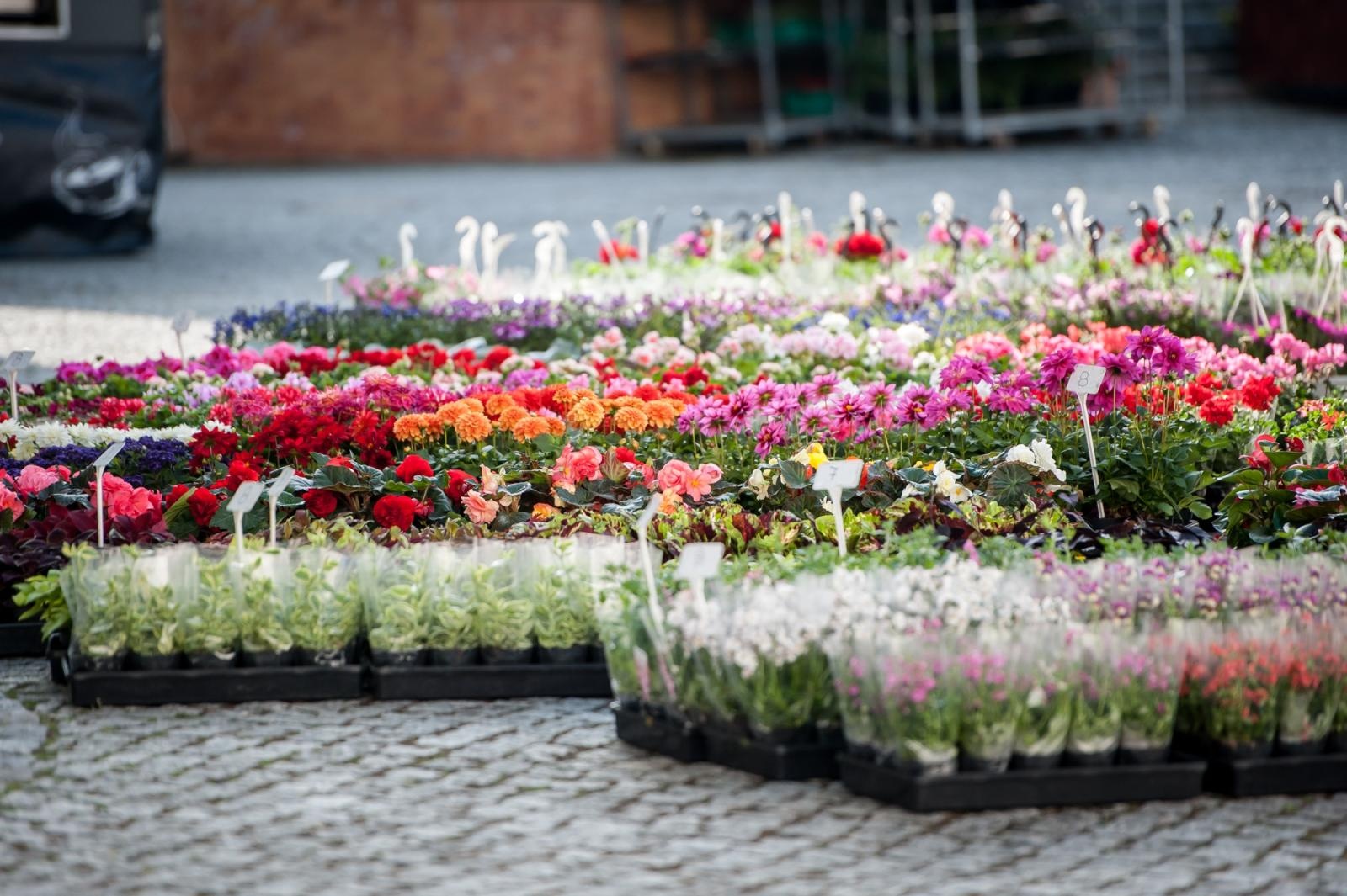Zdjęcie w galerii na portalu naszraciborz.pl: Ruszył wiosenny jarmark na Zamku Piastowskim w Raciborzu wiadomości z regionu