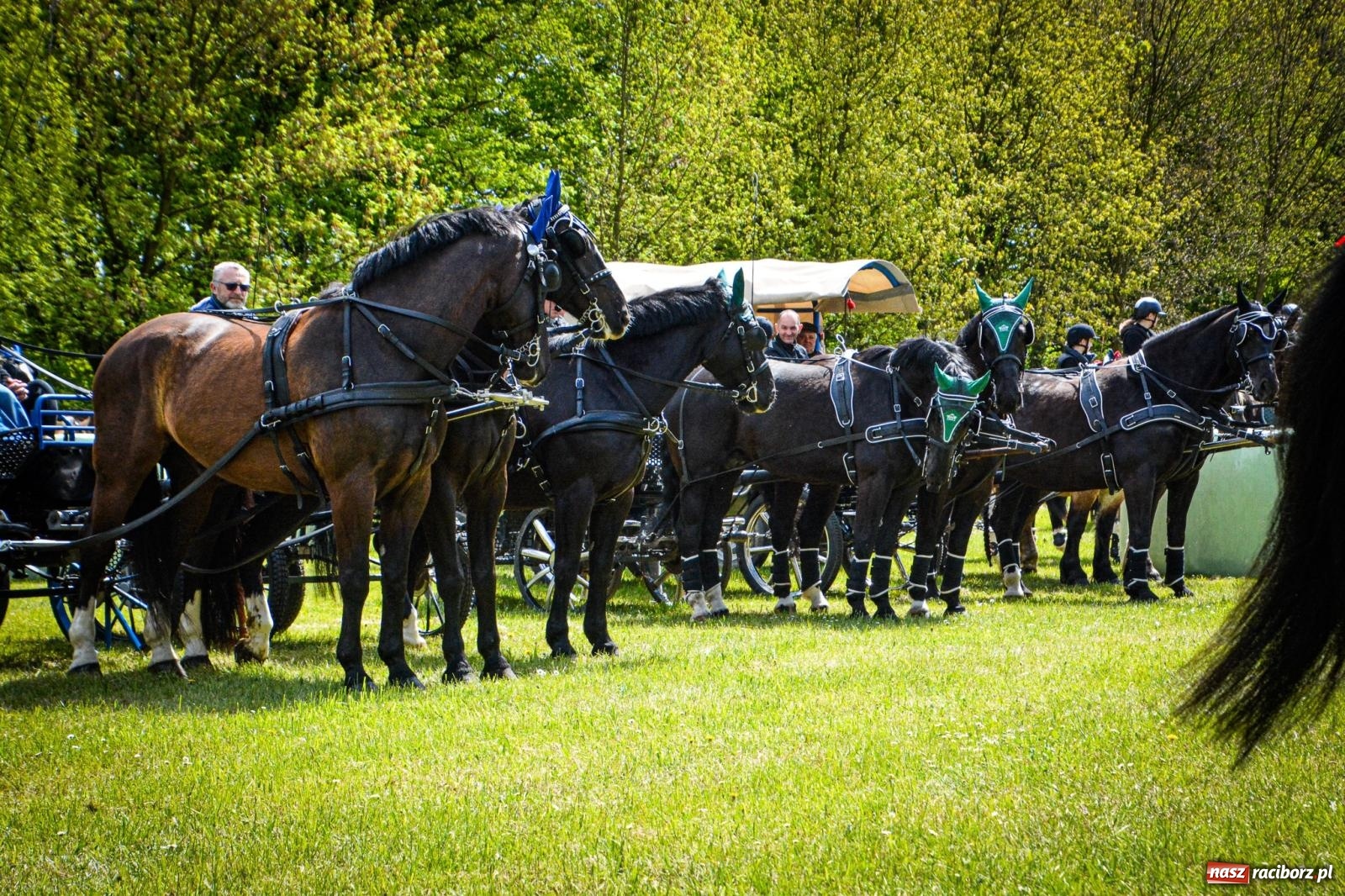 Zdjęcie w galerii na portalu naszraciborz.pl: Łubowice: tradycja i jeździectwo w jednym wydarzeniu [FOTO i WIDEO] wiadomości z regionu