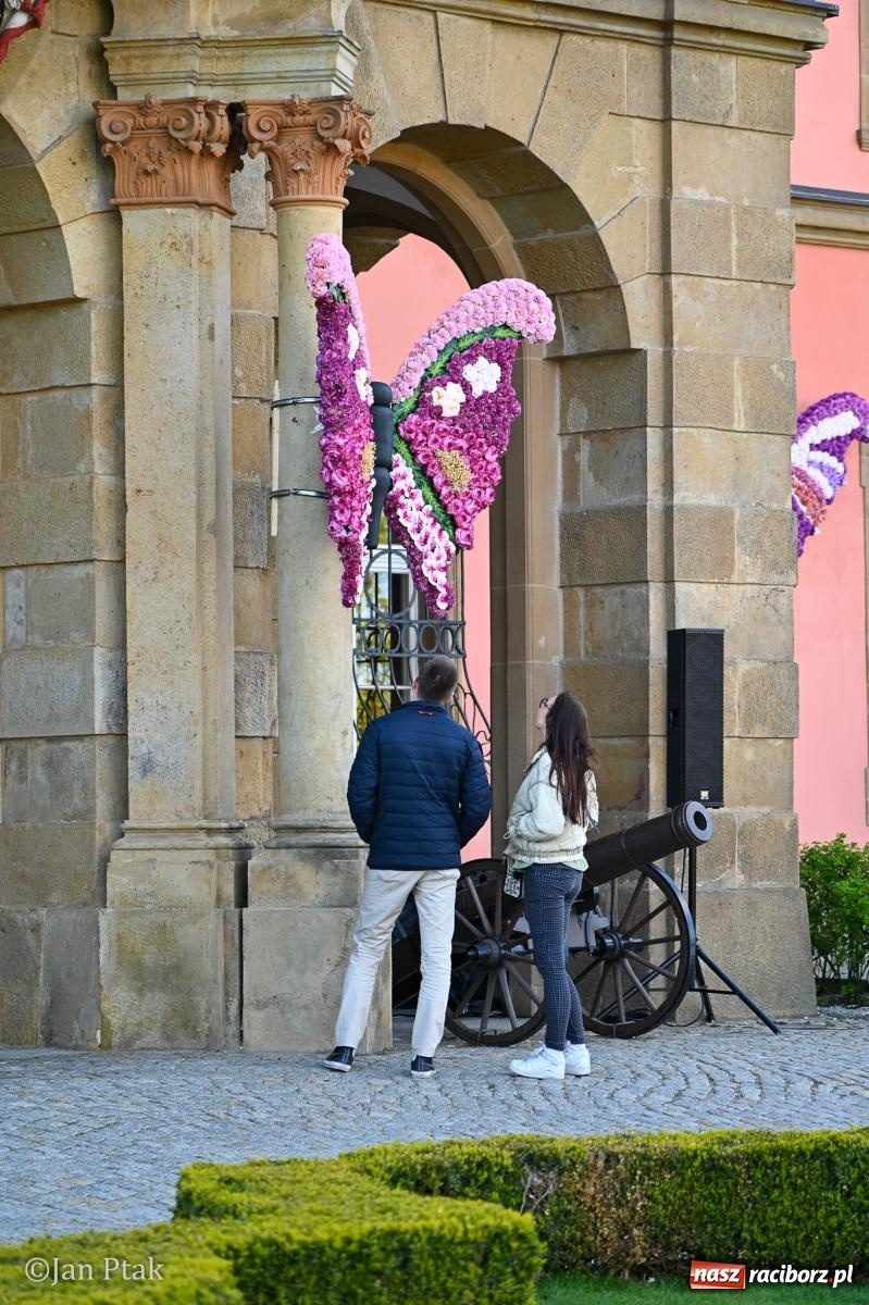 Zdjęcie w galerii na portalu naszraciborz.pl: TAURON Festiwal Kwiatów i Sztuki w Zamku Książ – Odyseja czasu wiadomości z regionu