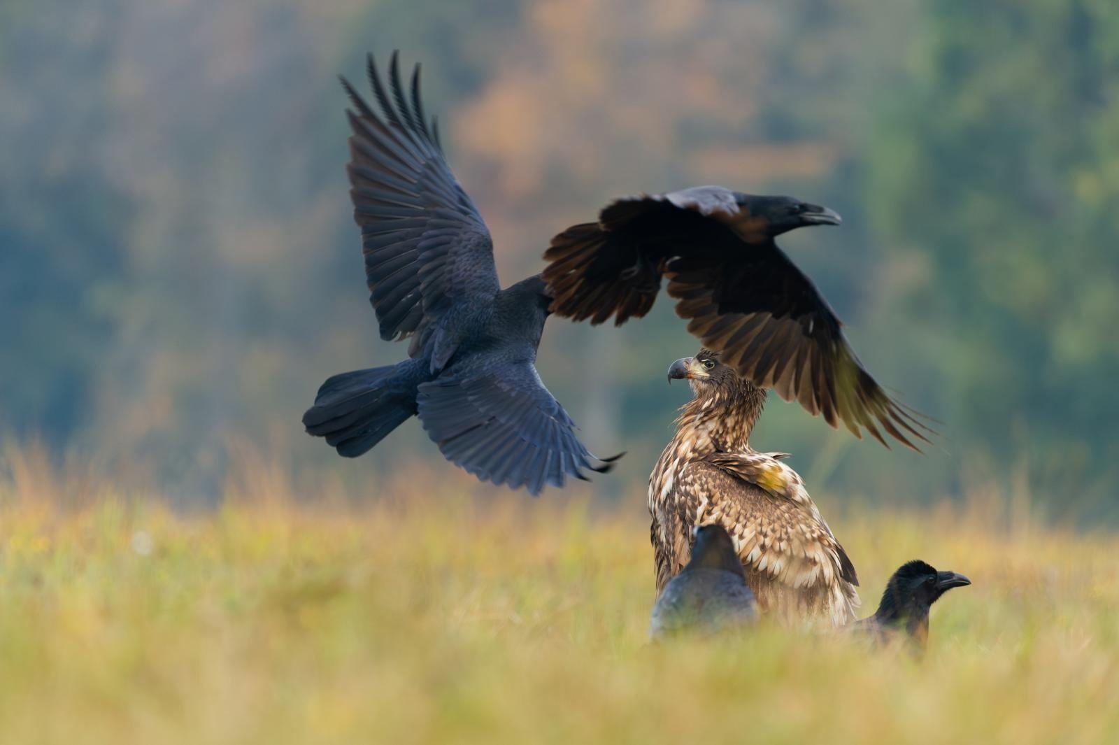 Zdjęcie w galerii na portalu naszraciborz.pl: ULOTNE PIĘKNO. Biblioteka zaprasza na wernisaż wystawy fotografii Patrycji Sobczyk i Dawida Pawlara wiadomości z regionu