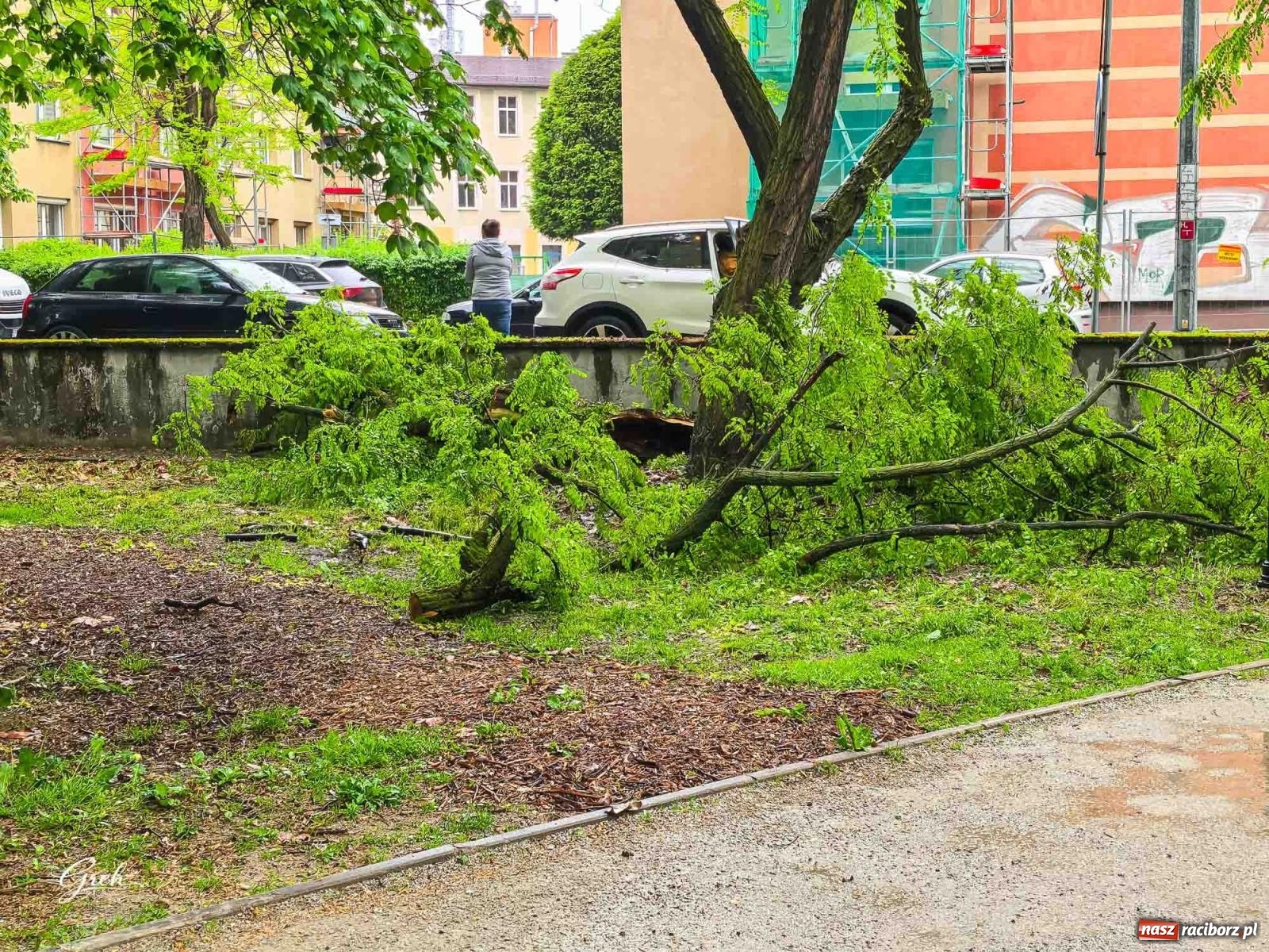 Zdjęcie w galerii na portalu naszraciborz.pl: Złamane drzewo runęło na auto. Strażacy interweniowali na Sejmowej wiadomości z regionu