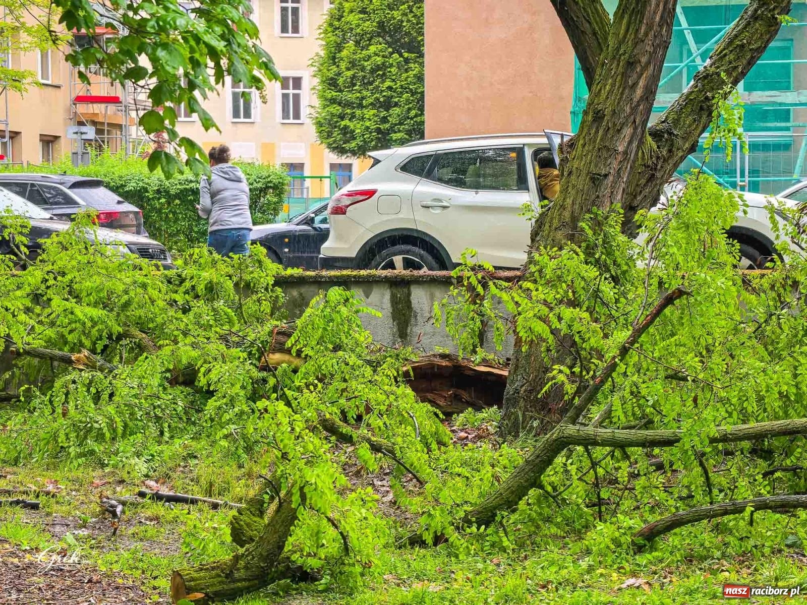 Zdjęcie w galerii na portalu naszraciborz.pl: Złamane drzewo runęło na auto. Strażacy interweniowali na Sejmowej wiadomości z regionu