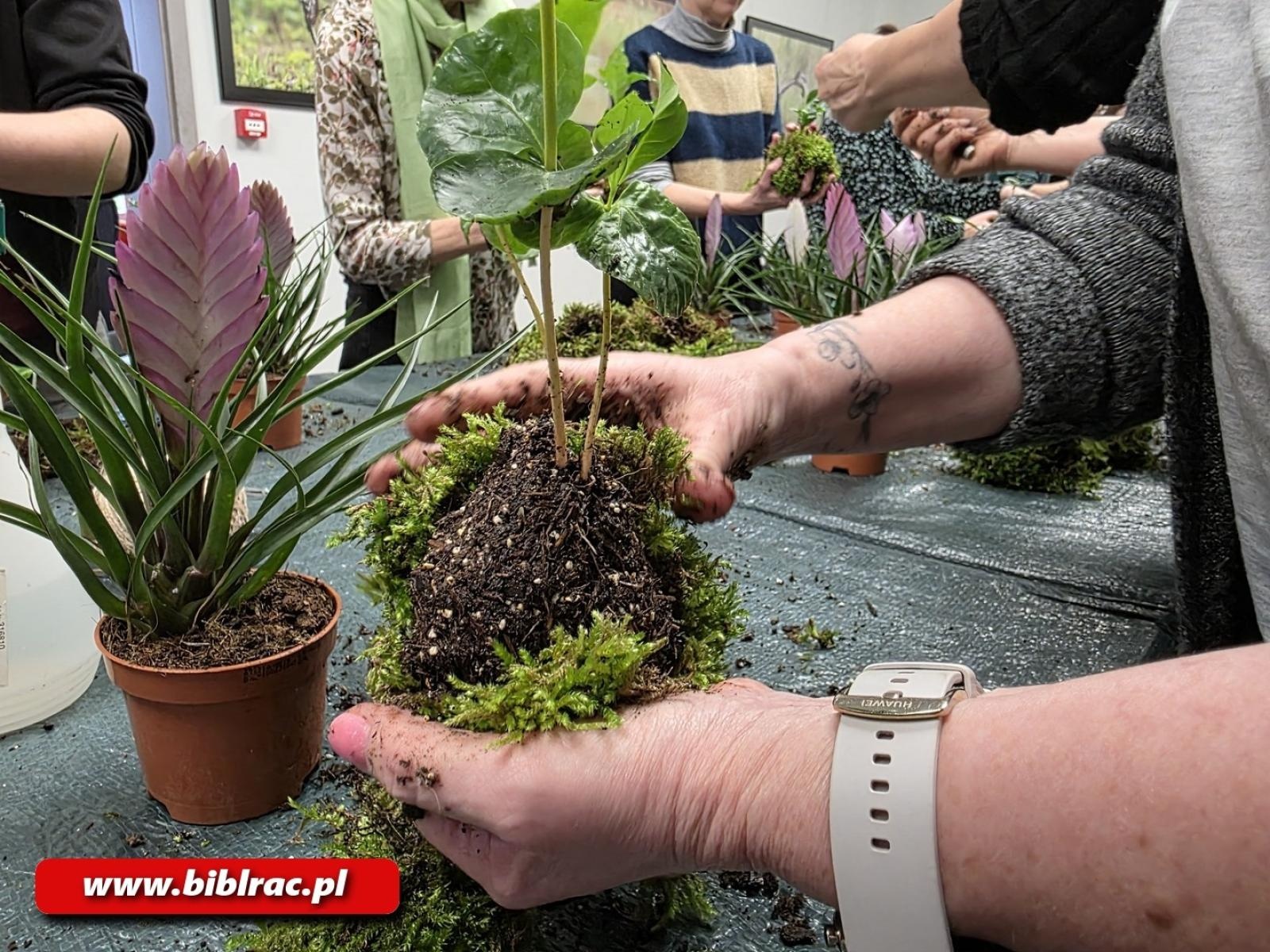 Zdjęcie w galerii na portalu naszraciborz.pl: Kokedama - warsztaty tworzenia wiszących ogrodów w bibliotece wiadomości z regionu