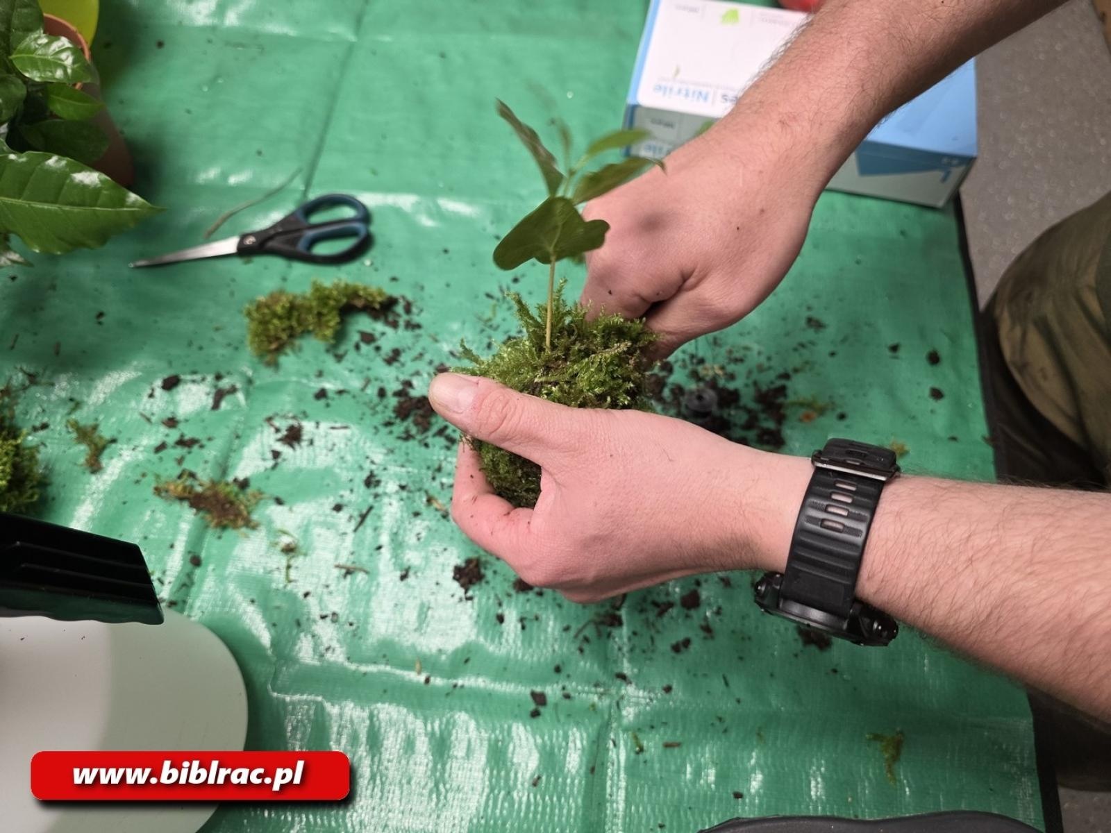 Zdjęcie w galerii na portalu naszraciborz.pl: Kokedama - warsztaty tworzenia wiszących ogrodów w bibliotece wiadomości z regionu