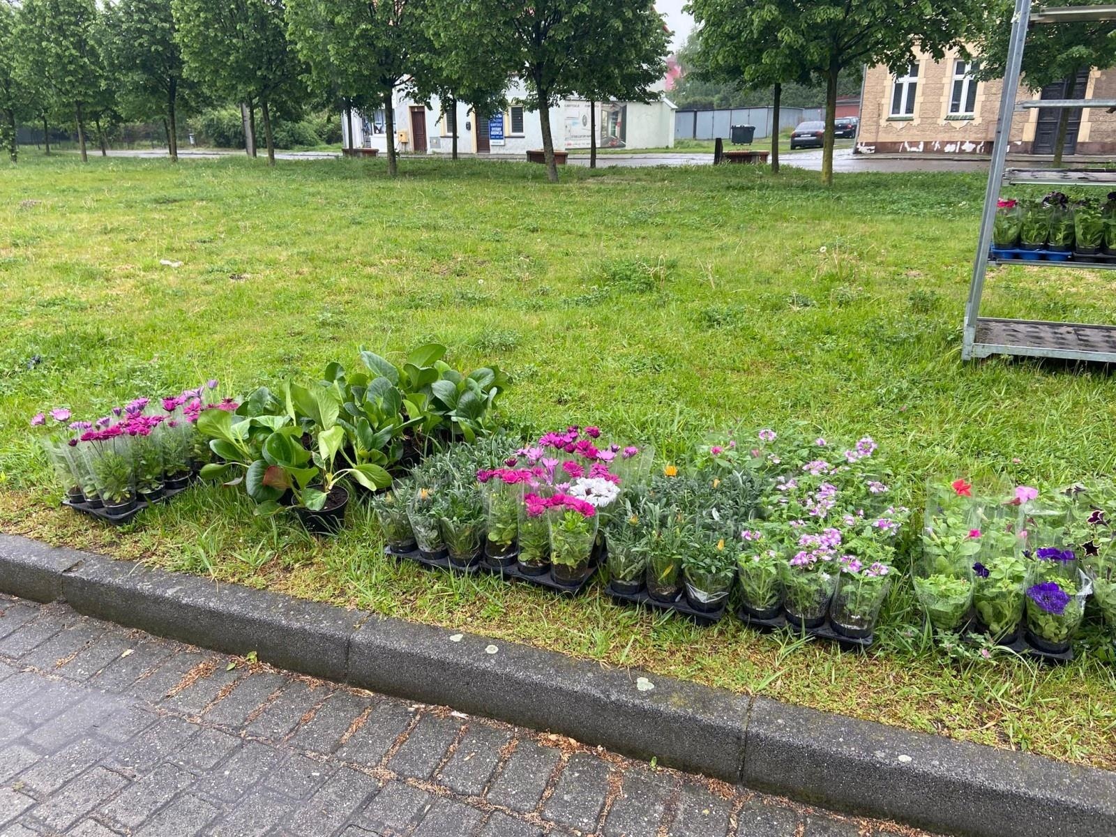 Zdjęcie w galerii na portalu naszraciborz.pl: Elektrograty za kwiaty. Zbiórka zużytego sprzętu elektrycznego i elektronicznego w Raciborzu wiadomości z regionu