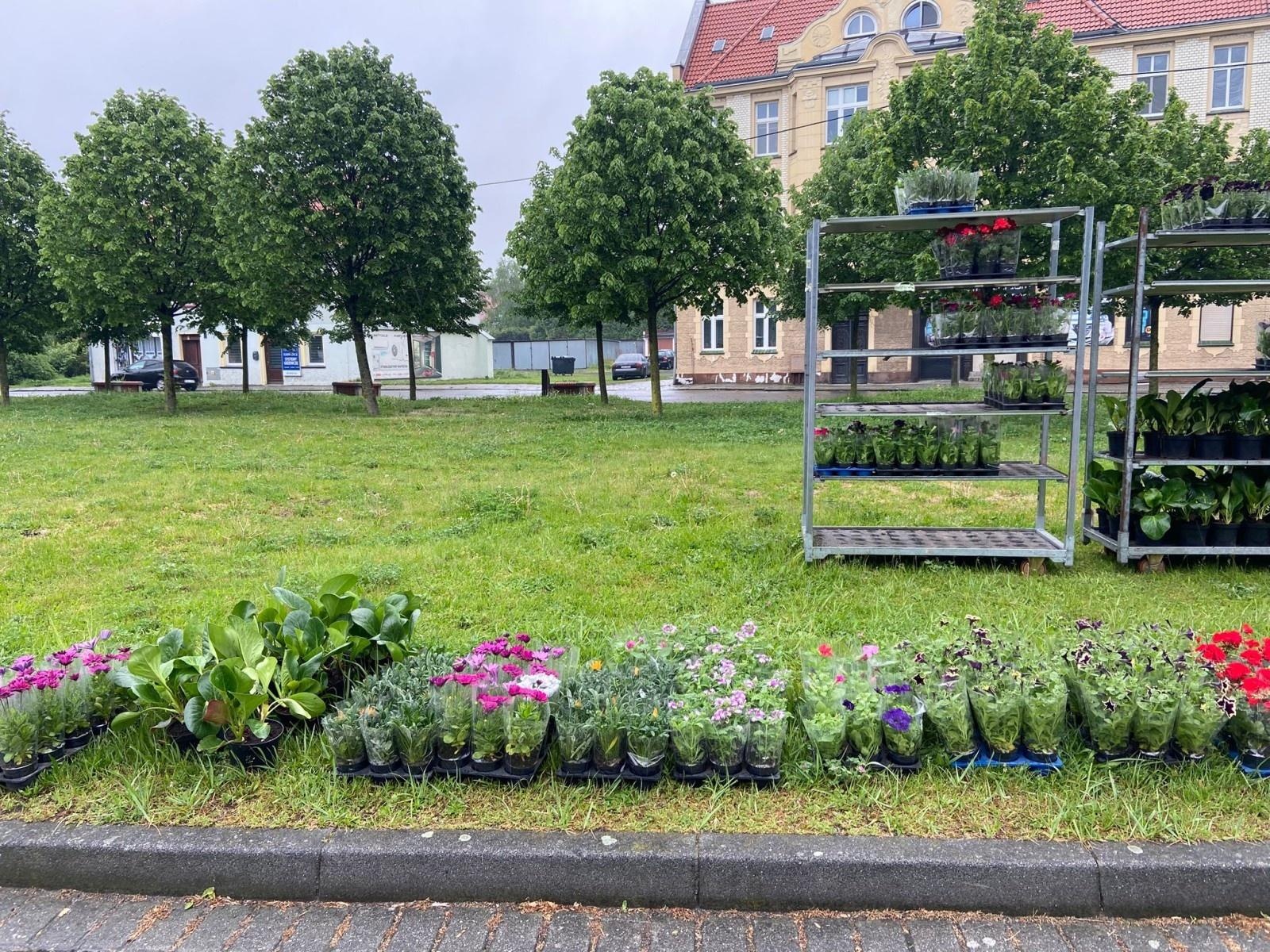 Zdjęcie w galerii na portalu naszraciborz.pl: Elektrograty za kwiaty. Zbiórka zużytego sprzętu elektrycznego i elektronicznego w Raciborzu wiadomości z regionu