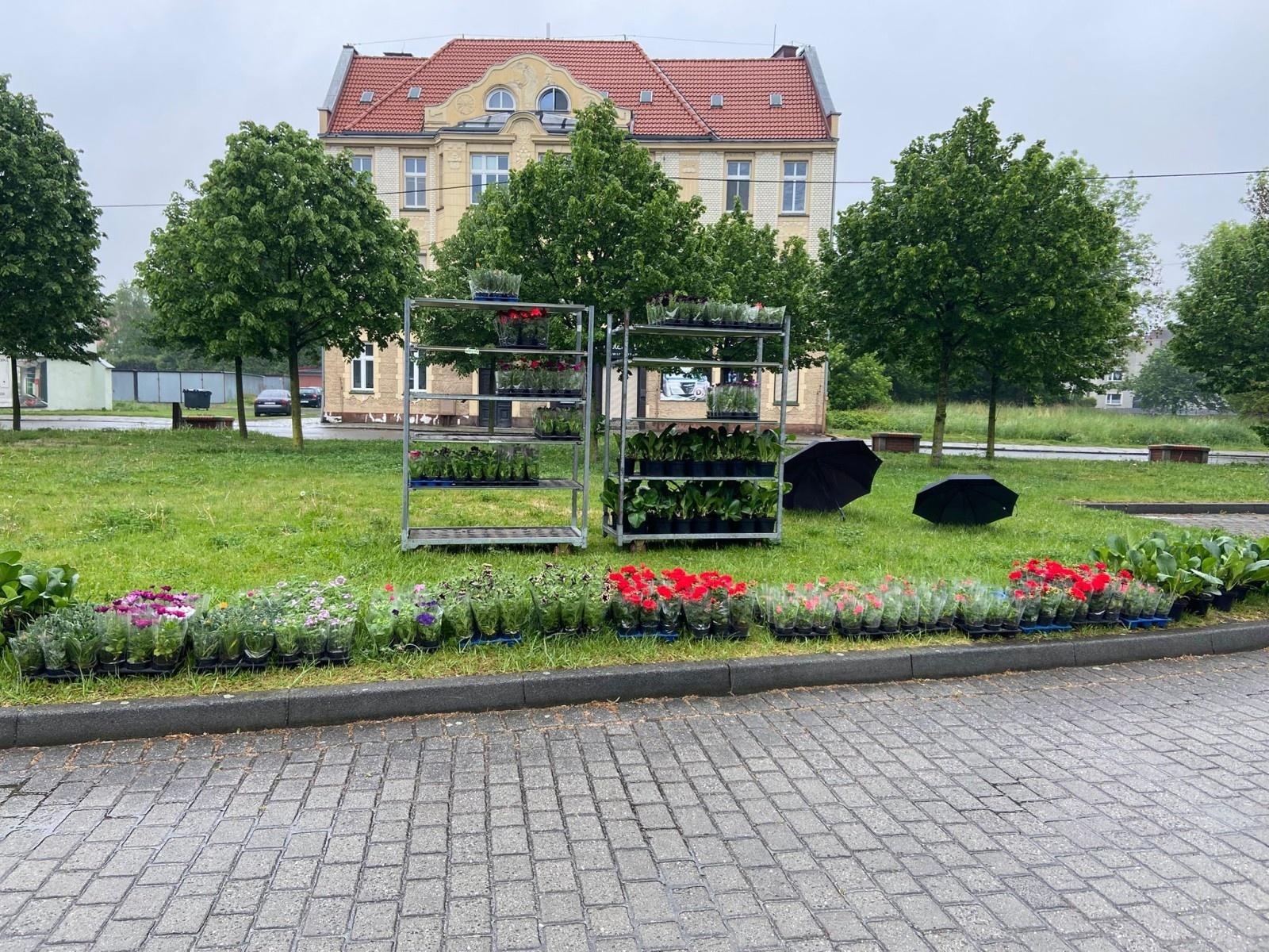 Zdjęcie w galerii na portalu naszraciborz.pl: Elektrograty za kwiaty. Zbiórka zużytego sprzętu elektrycznego i elektronicznego w Raciborzu wiadomości z regionu