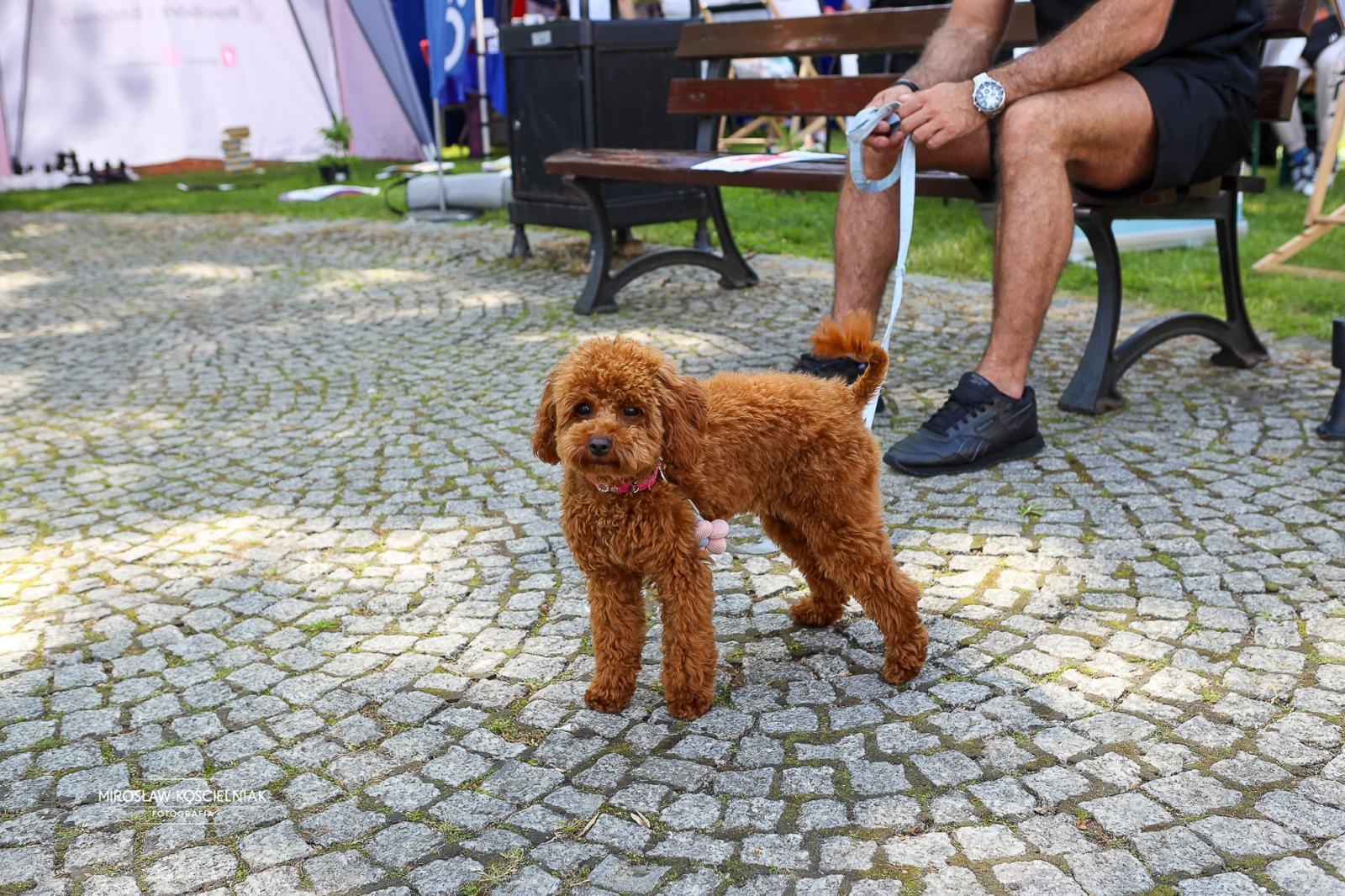 Zdjęcie w galerii na portalu naszraciborz.pl: VII Raciborski Festiwal Gamingowy trwa na Zamku Piastowskim. E-wydarzenie przyciąga tłumy uczestników wiadomości z regionu