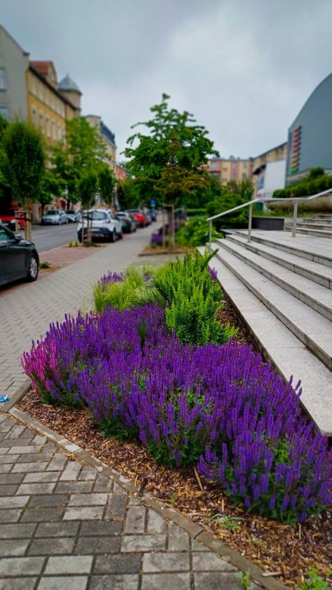 Zdjęcie w galerii na portalu naszraciborz.pl: Zielona rewolucja w Raciborzu. Miasto stawia na byliny, trawy i nowe rabaty wiadomości z regionu