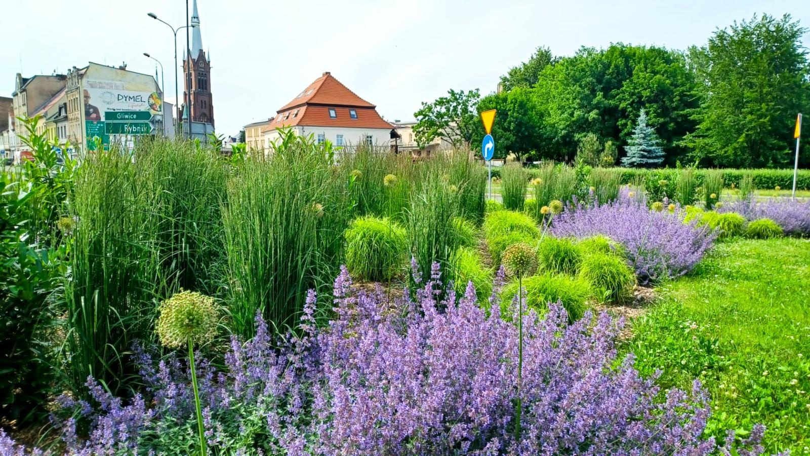Zdjęcie w galerii na portalu naszraciborz.pl: Zielona rewolucja w Raciborzu. Miasto stawia na byliny, trawy i nowe rabaty wiadomości z regionu