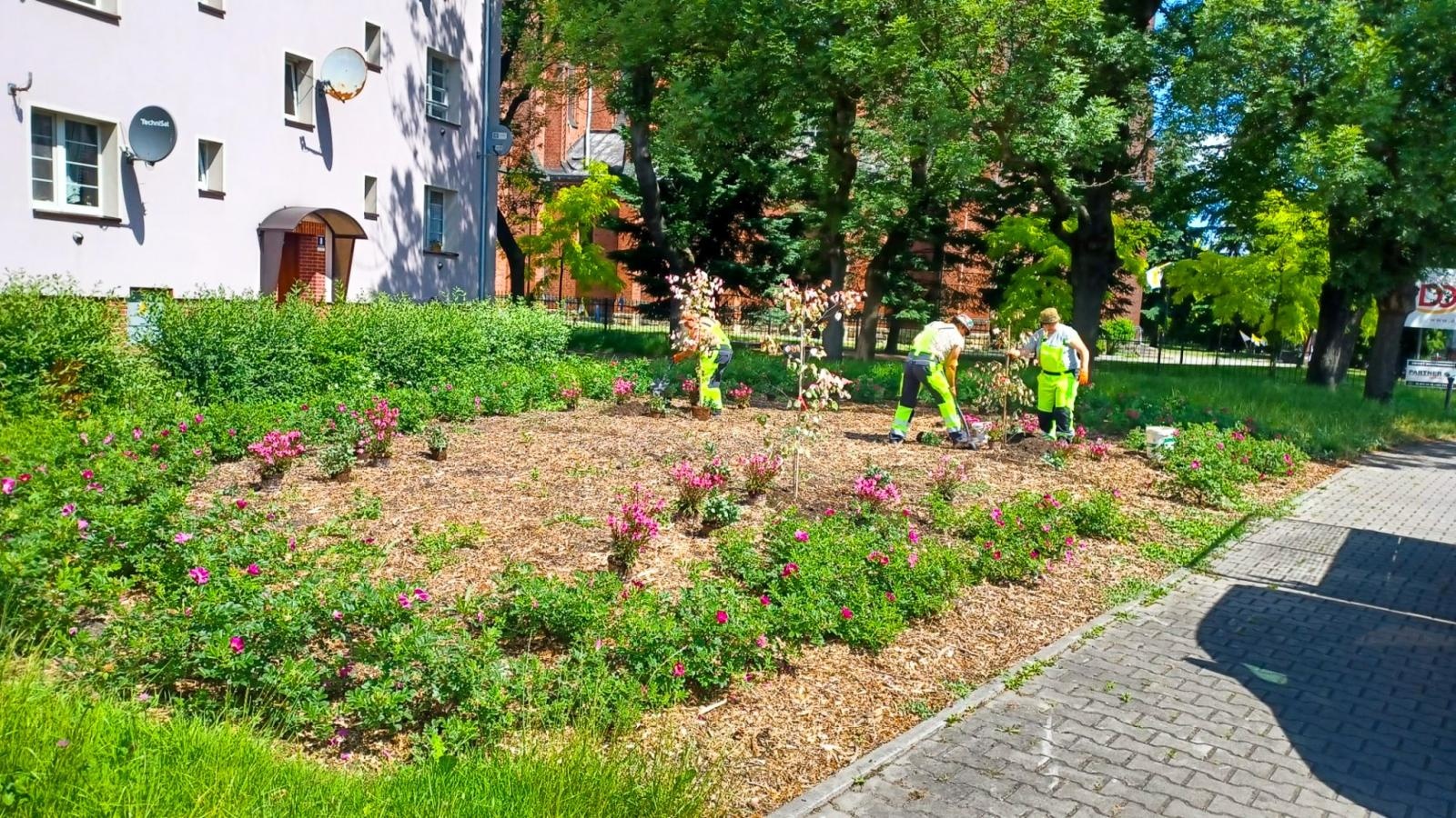 Zdjęcie w galerii na portalu naszraciborz.pl: Zielona rewolucja w Raciborzu. Miasto stawia na byliny, trawy i nowe rabaty wiadomości z regionu