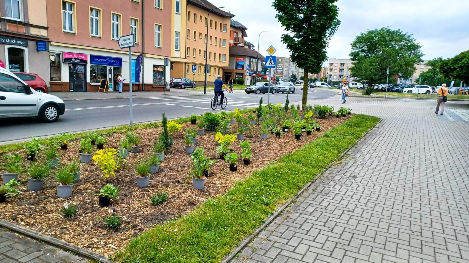 Zdjęcie w galerii na portalu naszraciborz.pl: Zielona rewolucja w Raciborzu. Miasto stawia na byliny, trawy i nowe rabaty wiadomości z regionu