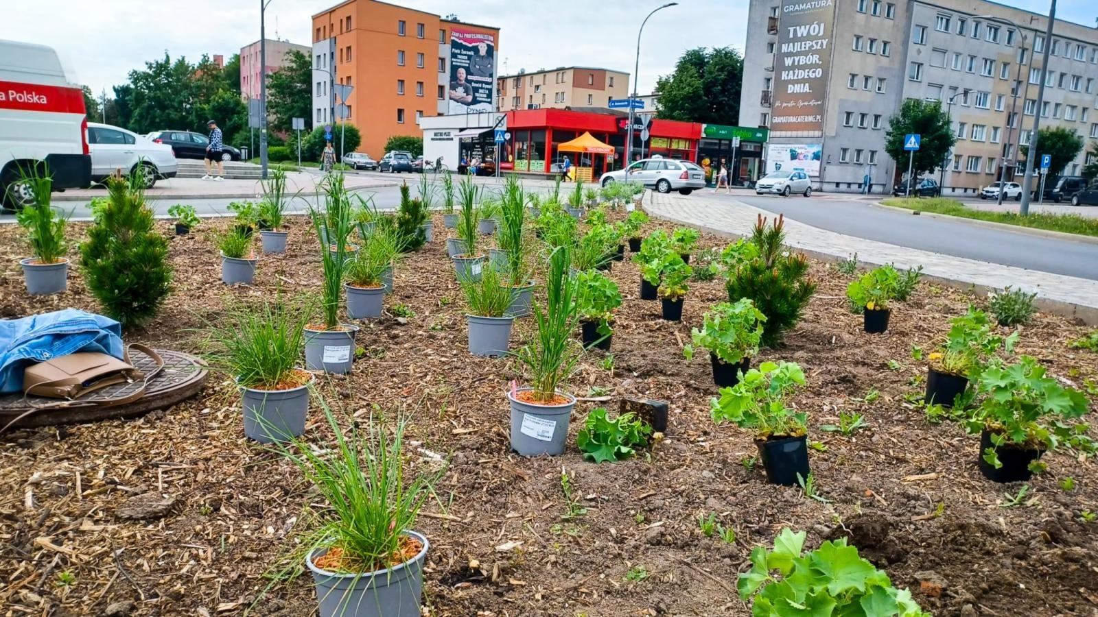 Zdjęcie w galerii na portalu naszraciborz.pl: Zielona rewolucja w Raciborzu. Miasto stawia na byliny, trawy i nowe rabaty wiadomości z regionu