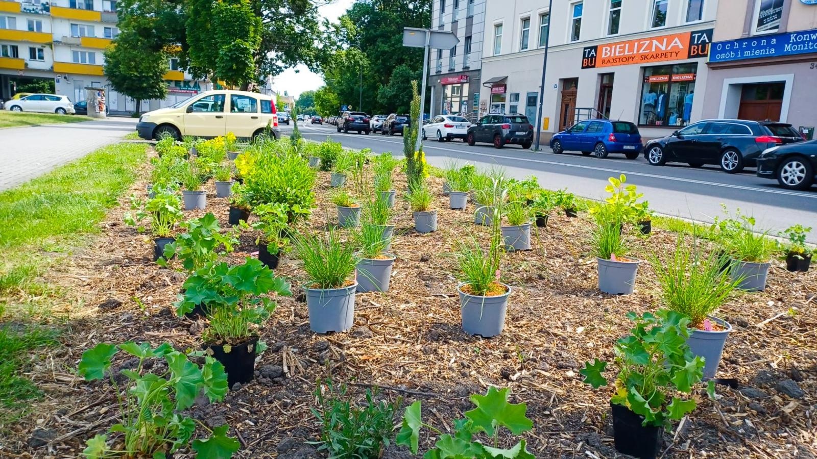 Zdjęcie w galerii na portalu naszraciborz.pl: Zielona rewolucja w Raciborzu. Miasto stawia na byliny, trawy i nowe rabaty wiadomości z regionu