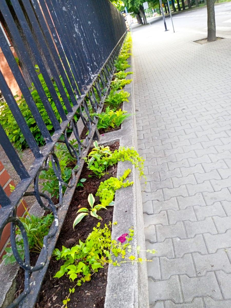 Zdjęcie w galerii na portalu naszraciborz.pl: Zielona rewolucja w Raciborzu. Miasto stawia na byliny, trawy i nowe rabaty wiadomości z regionu