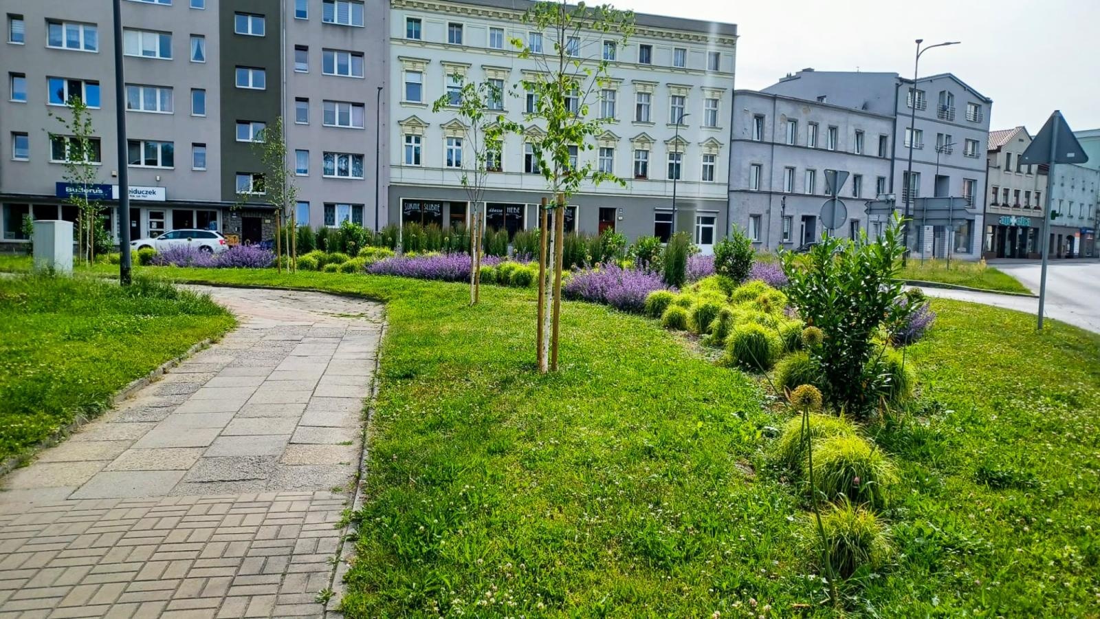 Zdjęcie w galerii na portalu naszraciborz.pl: Zielona rewolucja w Raciborzu. Miasto stawia na byliny, trawy i nowe rabaty wiadomości z regionu