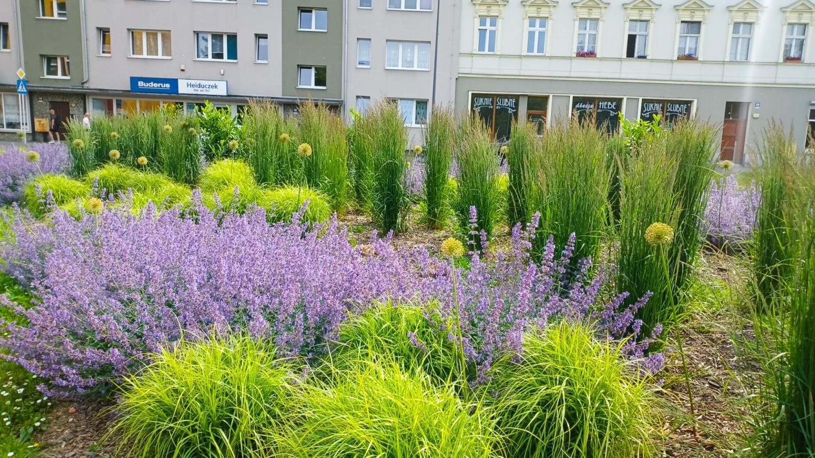 Zdjęcie w galerii na portalu naszraciborz.pl: Zielona rewolucja w Raciborzu. Miasto stawia na byliny, trawy i nowe rabaty wiadomości z regionu