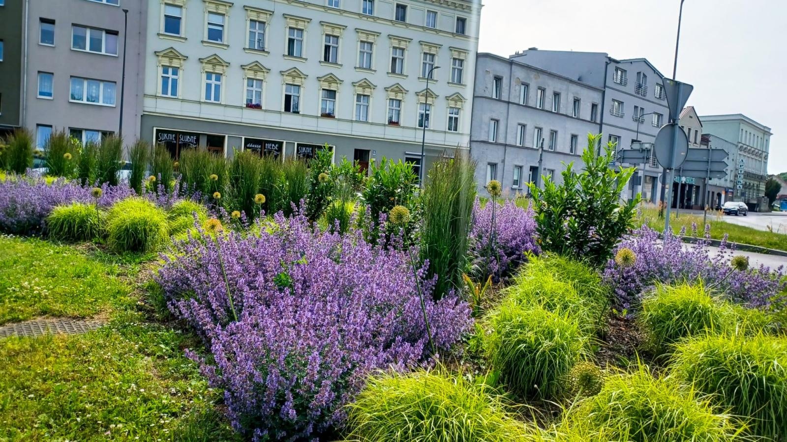 Zdjęcie w galerii na portalu naszraciborz.pl: Zielona rewolucja w Raciborzu. Miasto stawia na byliny, trawy i nowe rabaty wiadomości z regionu