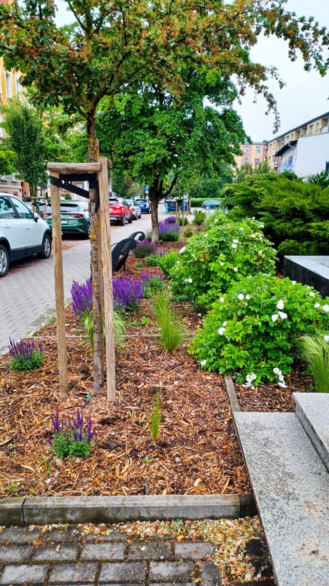 Zdjęcie w galerii na portalu naszraciborz.pl: Zielona rewolucja w Raciborzu. Miasto stawia na byliny, trawy i nowe rabaty wiadomości z regionu