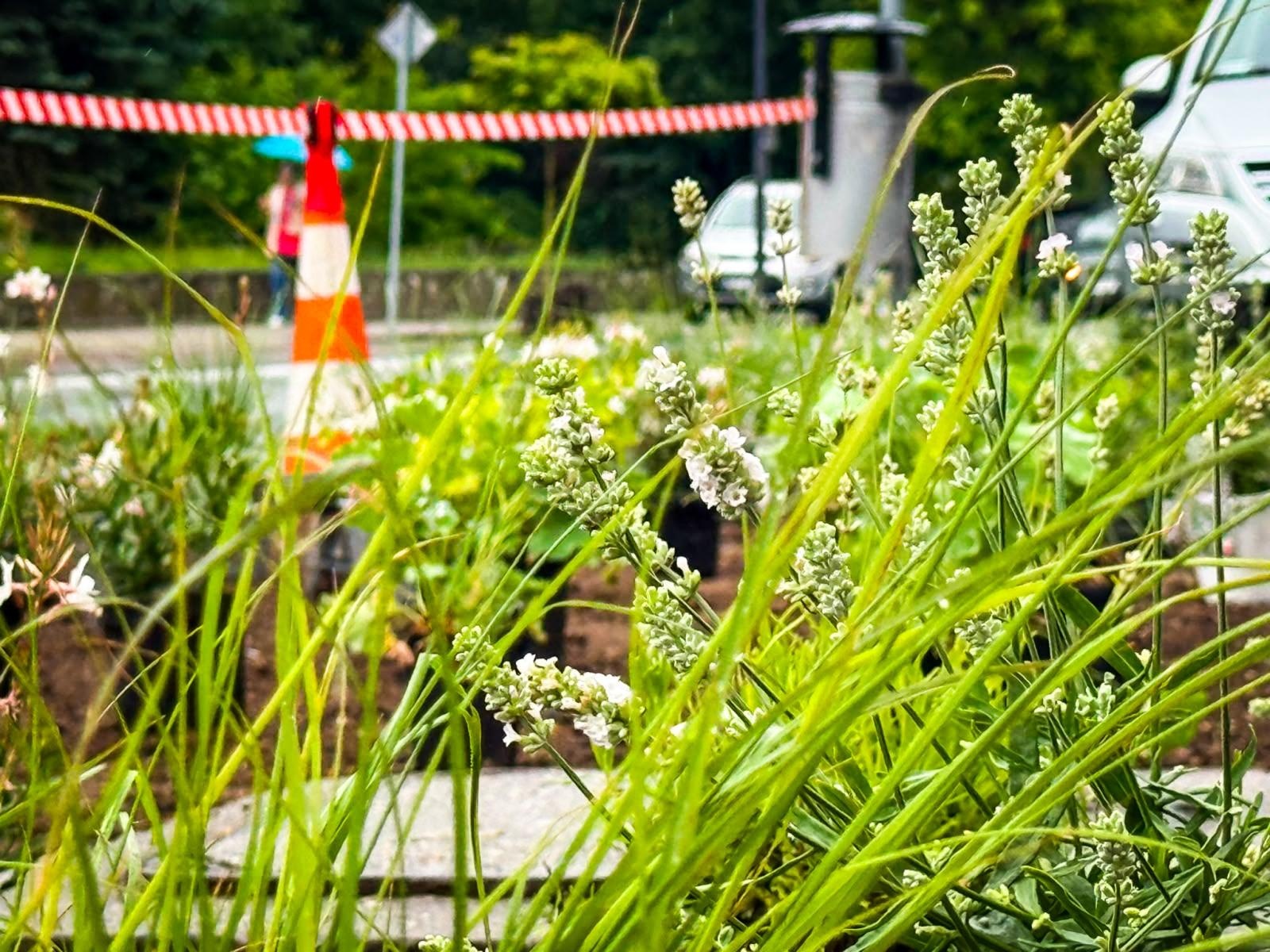 Zdjęcie w galerii na portalu naszraciborz.pl: InPost for Cities - Postawmy na Klimat. Młodzi Raciborzanie współtworzą zmiany w swoim mieście wiadomości z regionu