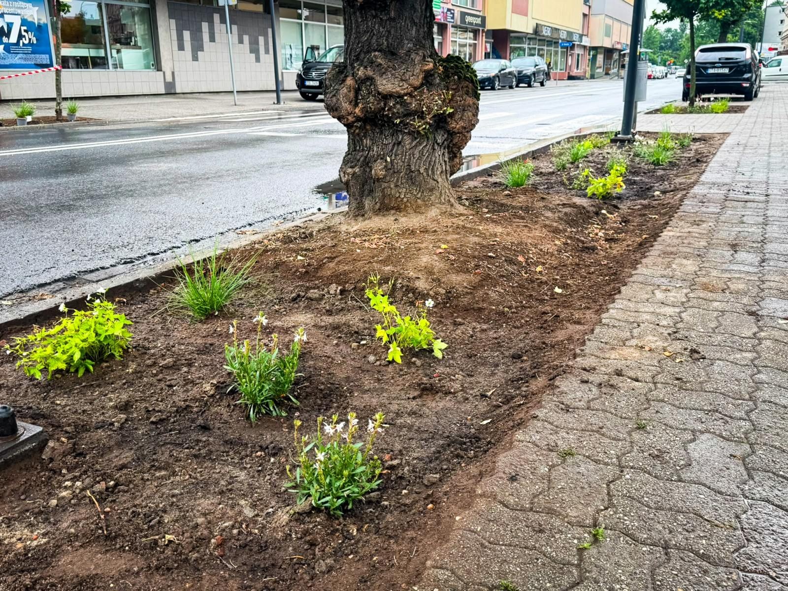 Zdjęcie w galerii na portalu naszraciborz.pl: InPost for Cities - Postawmy na Klimat. Młodzi Raciborzanie współtworzą zmiany w swoim mieście wiadomości z regionu