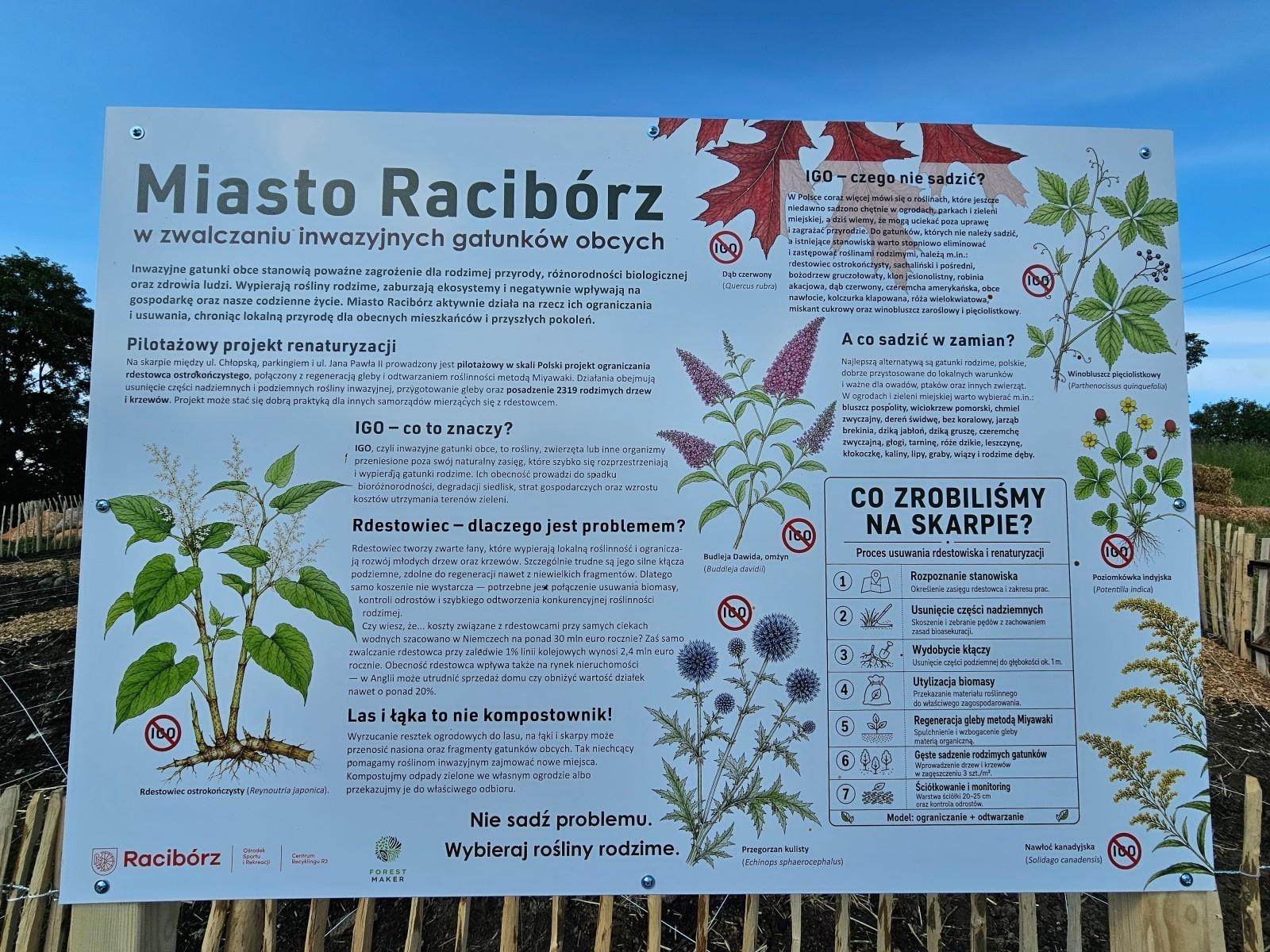 Zdjęcie w galerii na portalu naszraciborz.pl: Drugi mikrolas Miyawaki w Raciborzu. Mieszkańcy wspólnie zazielenili kolejną część miasta wiadomości z regionu