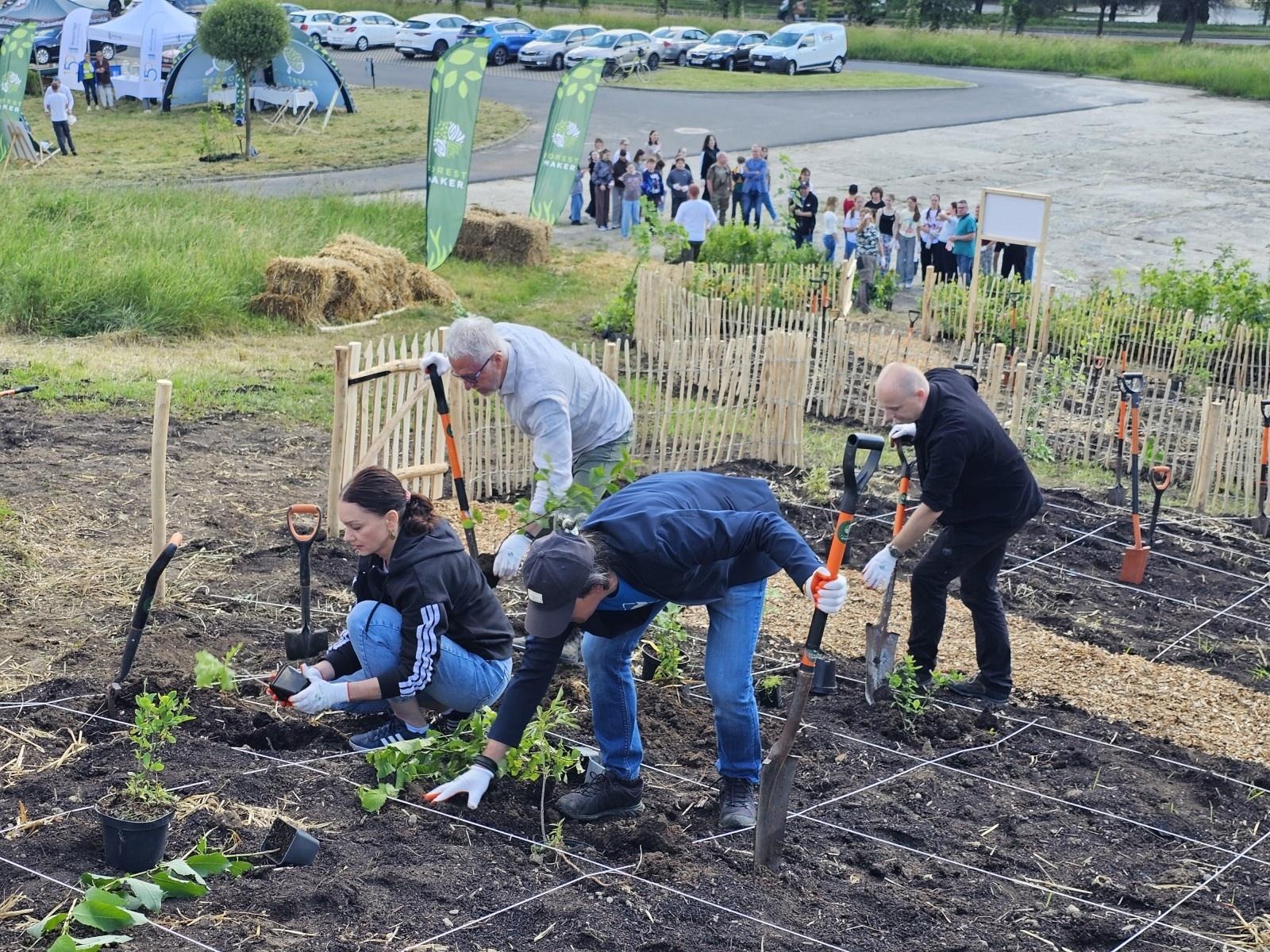 Zdjęcie w galerii na portalu naszraciborz.pl: Drugi mikrolas Miyawaki w Raciborzu. Mieszkańcy wspólnie zazielenili kolejną część miasta wiadomości z regionu