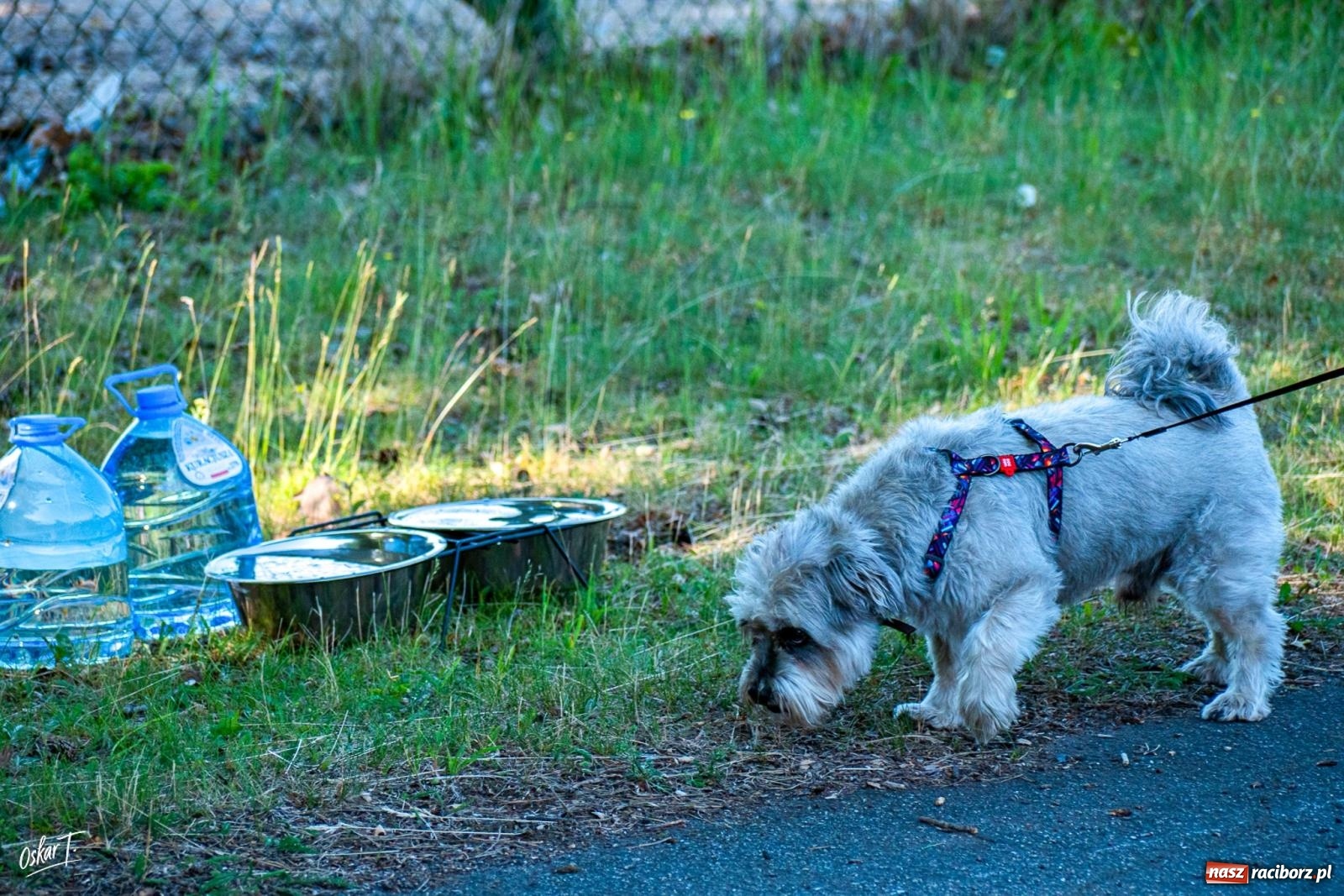 Zdjęcie w galerii na portalu naszraciborz.pl: Dogtrekking w Nędzy przyciągnął tłumy. Sport i pomoc zwierzętom podczas VI Festiwalu Górnej Odry [FOTO] wiadomości z regionu