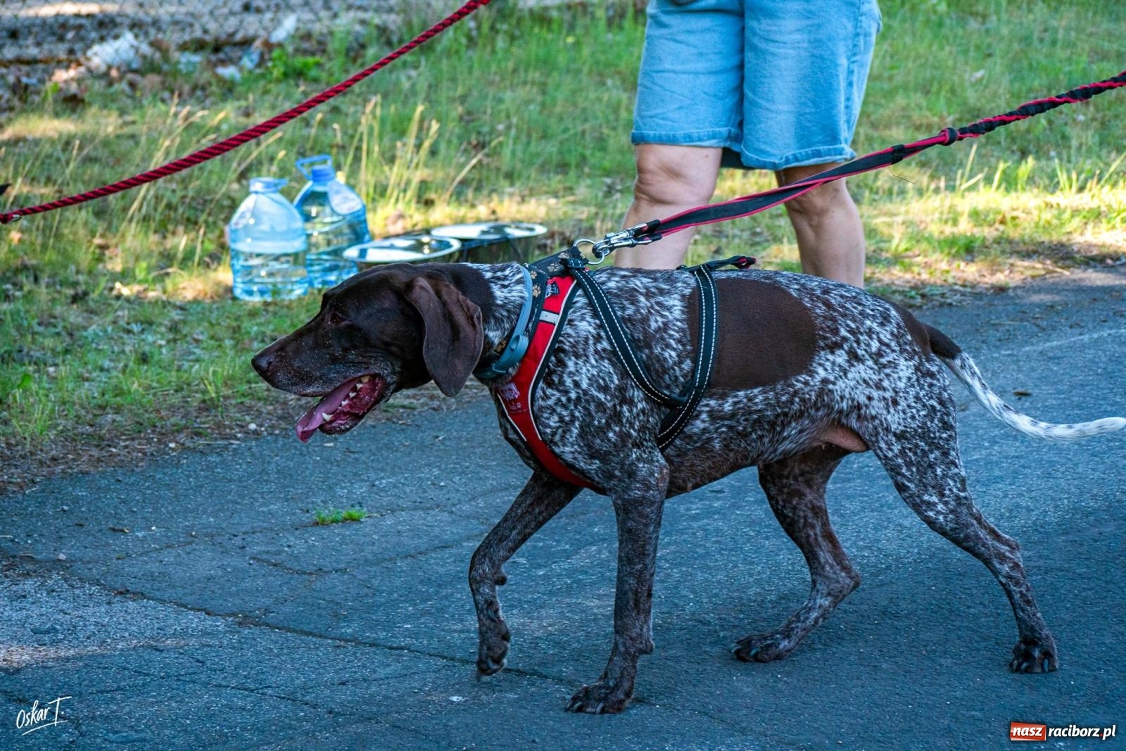Zdjęcie w galerii na portalu naszraciborz.pl: Dogtrekking w Nędzy przyciągnął tłumy. Sport i pomoc zwierzętom podczas VI Festiwalu Górnej Odry [FOTO] wiadomości z regionu