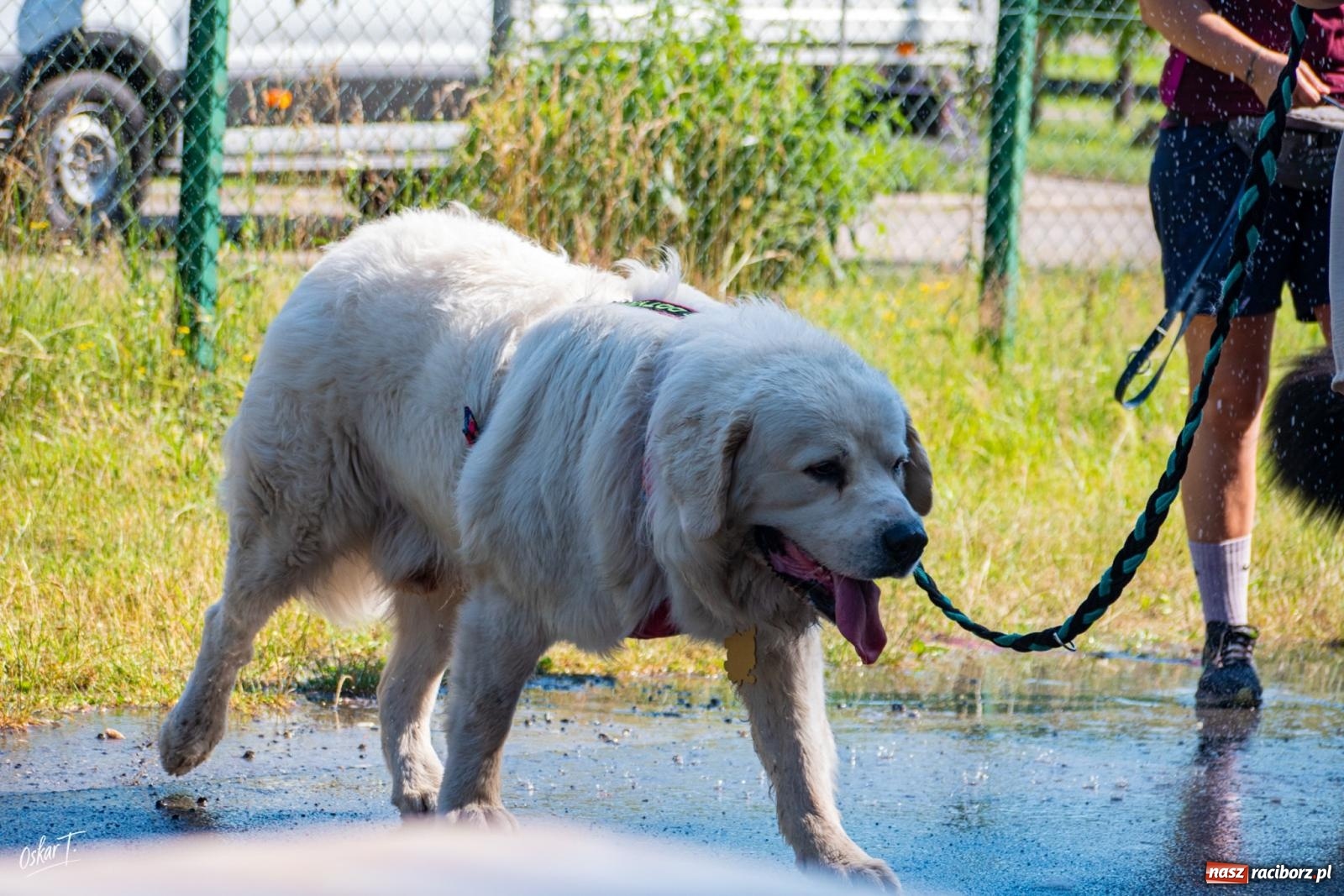 Zdjęcie w galerii na portalu naszraciborz.pl: Dogtrekking w Nędzy przyciągnął tłumy. Sport i pomoc zwierzętom podczas VI Festiwalu Górnej Odry [FOTO] wiadomości z regionu