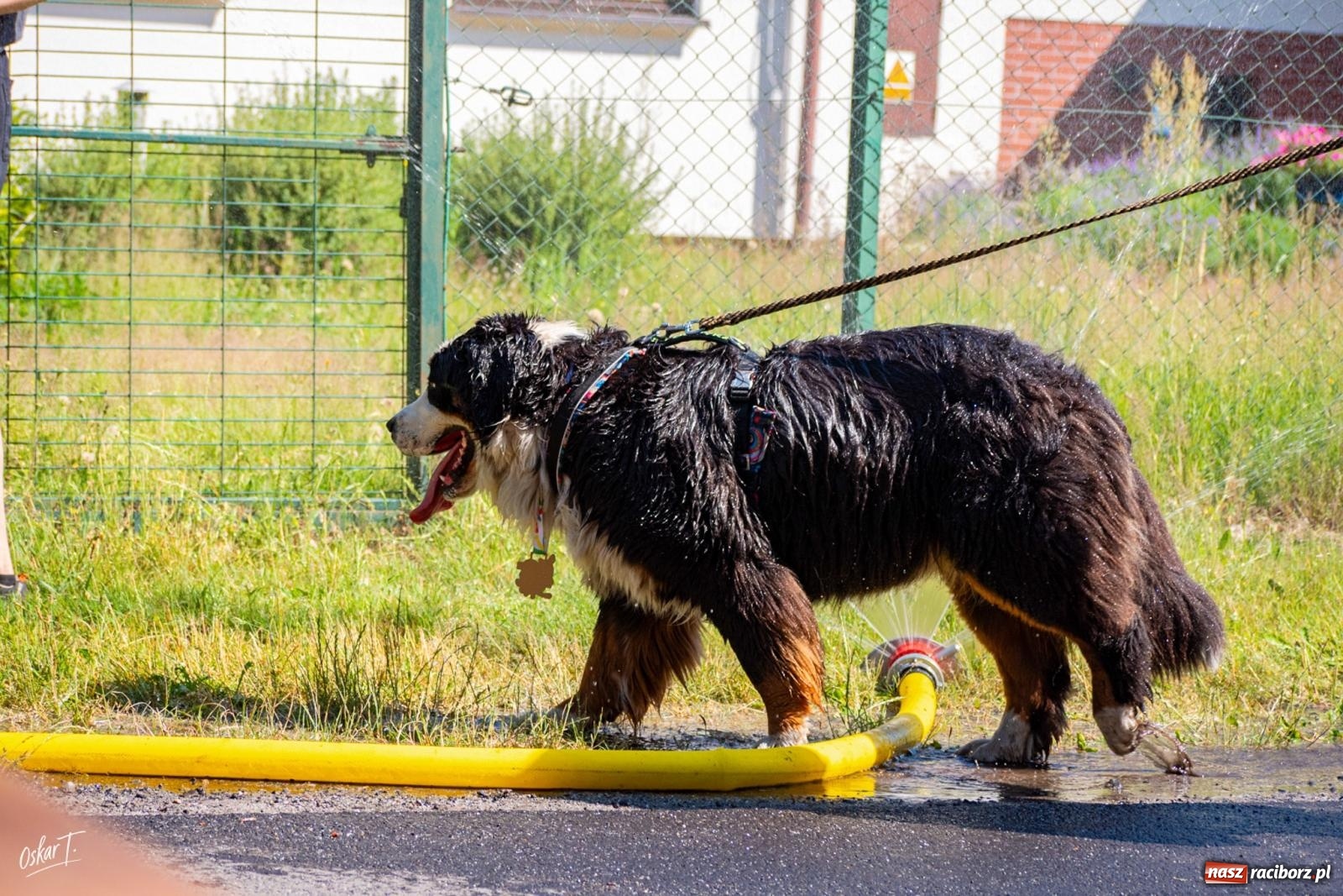Zdjęcie w galerii na portalu naszraciborz.pl: Dogtrekking w Nędzy przyciągnął tłumy. Sport i pomoc zwierzętom podczas VI Festiwalu Górnej Odry [FOTO] wiadomości z regionu