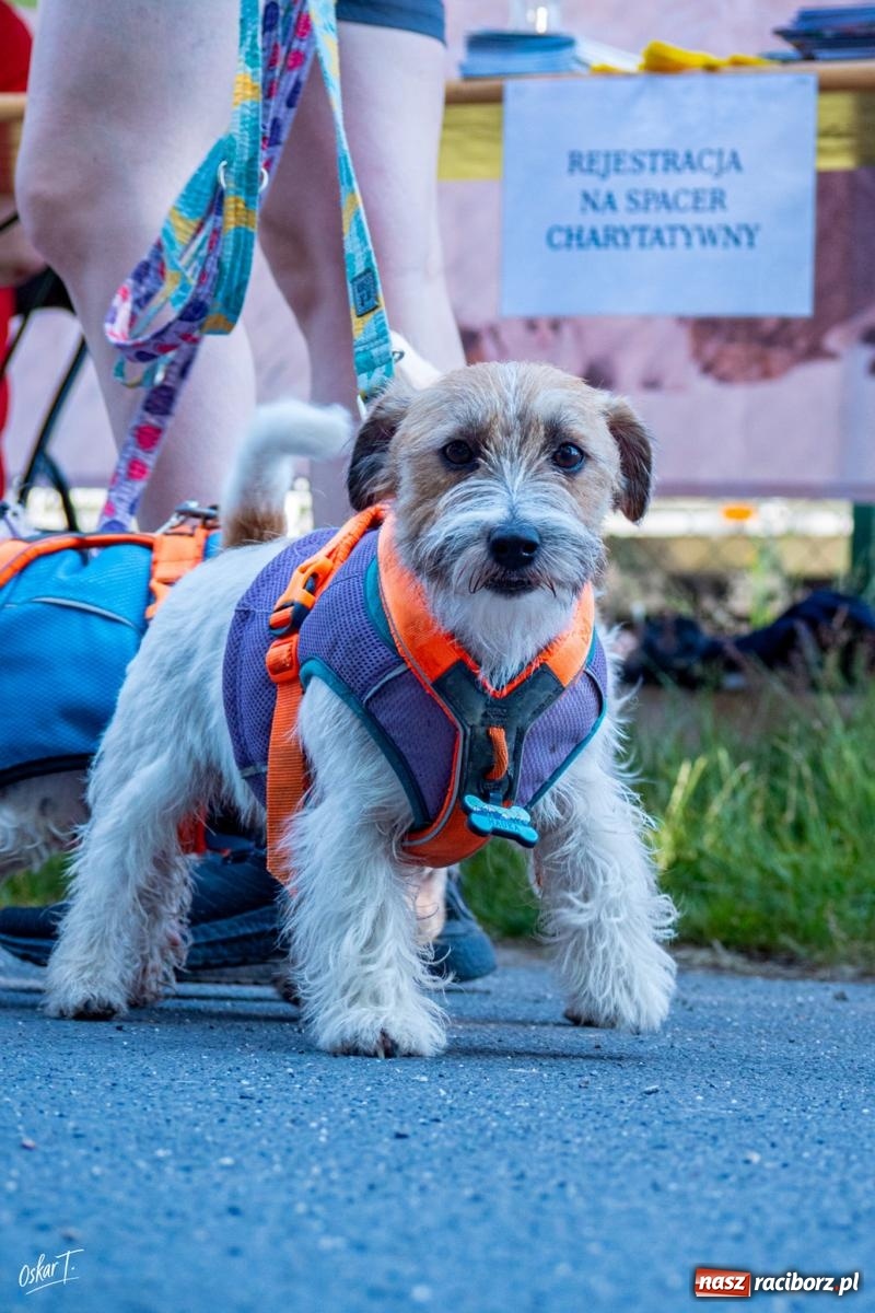 Zdjęcie w galerii na portalu naszraciborz.pl: Dogtrekking w Nędzy przyciągnął tłumy. Sport i pomoc zwierzętom podczas VI Festiwalu Górnej Odry [FOTO] wiadomości z regionu